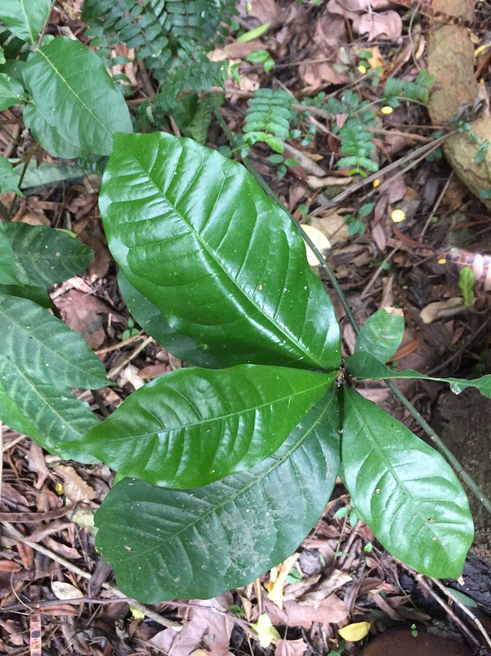 Pancovia turbinata