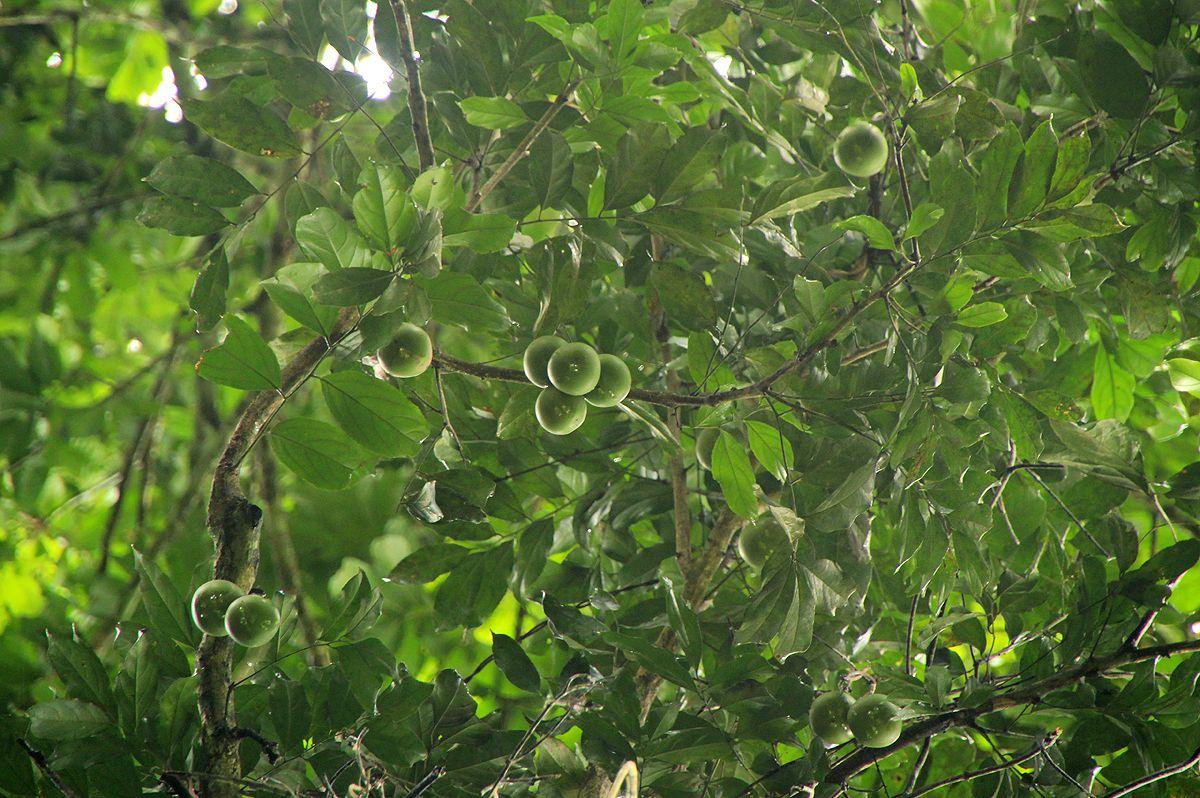 Panda oleosa