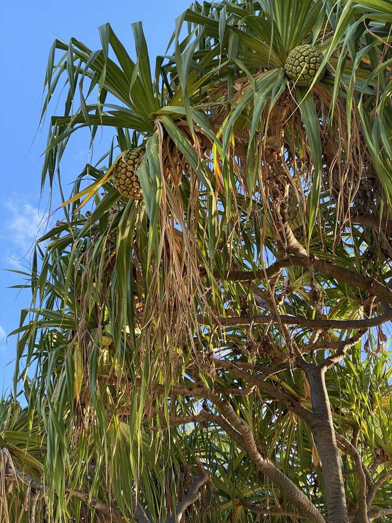 Pandanus