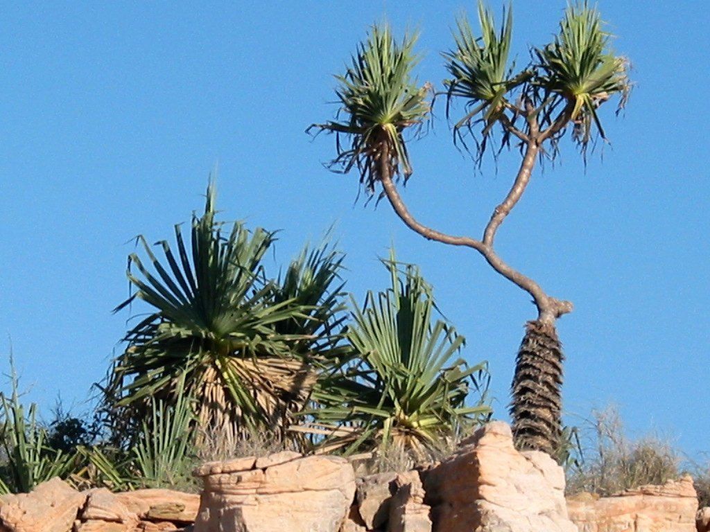 Pandanus sp.