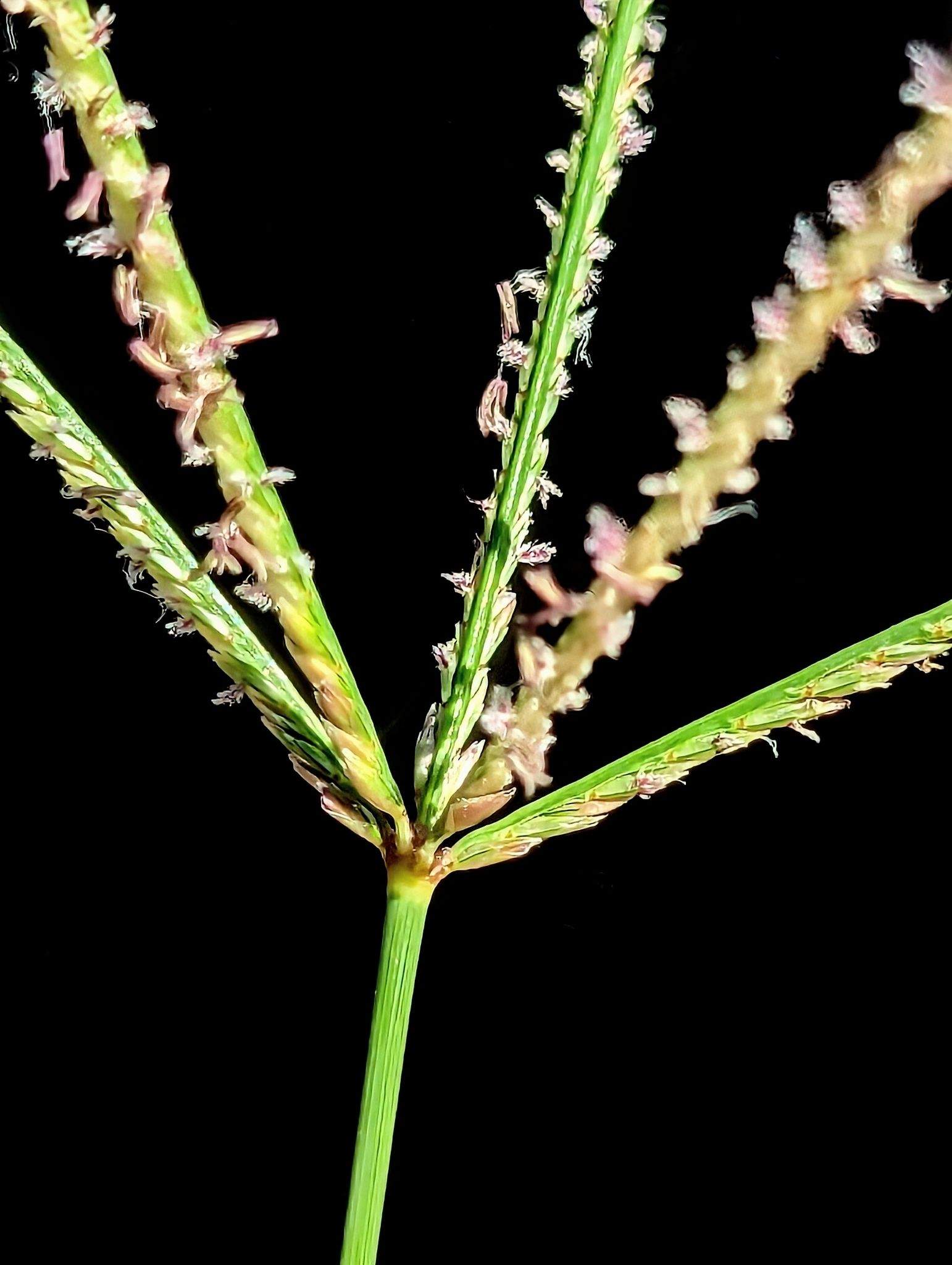 Panicum