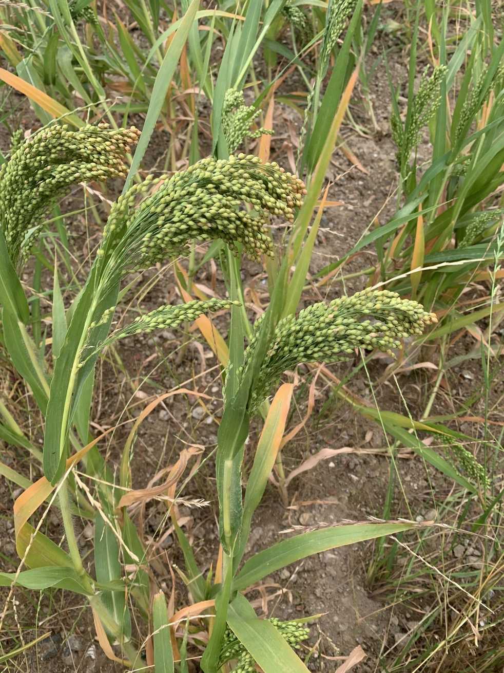 Panicum miliaceum