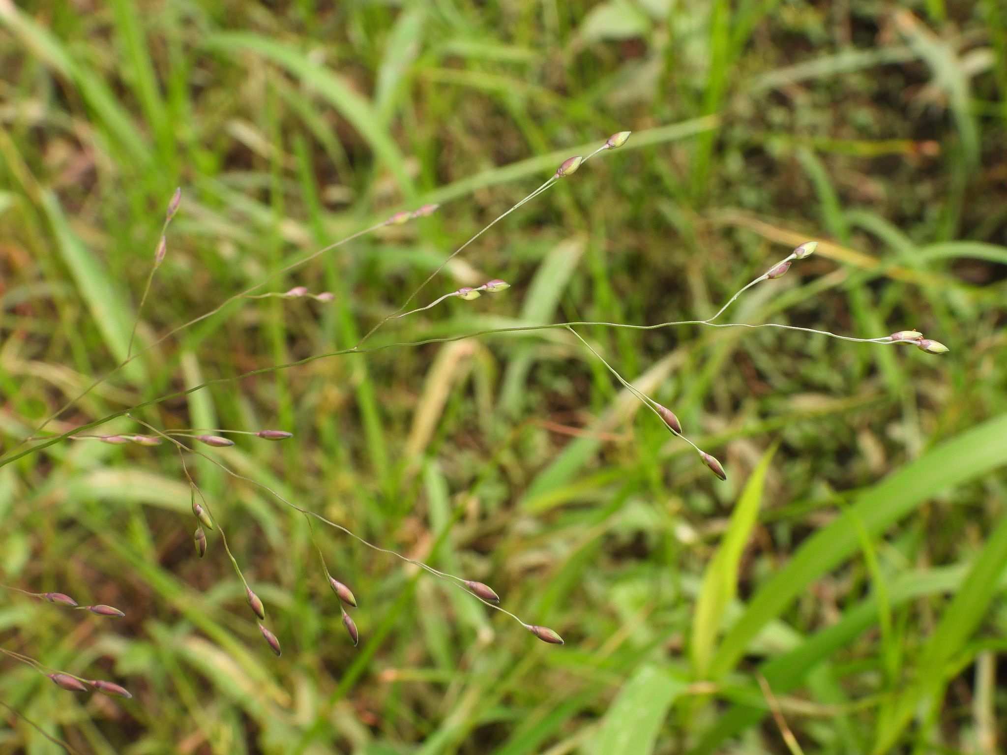 Panicum psilopodium