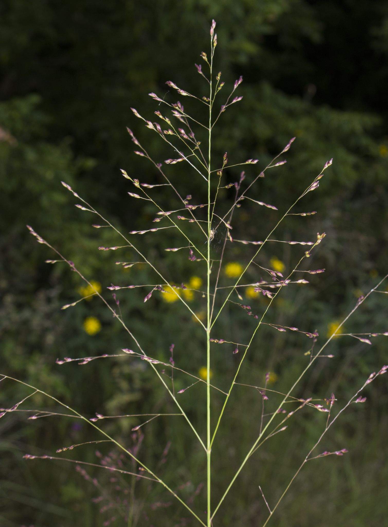 Panicum virgatum