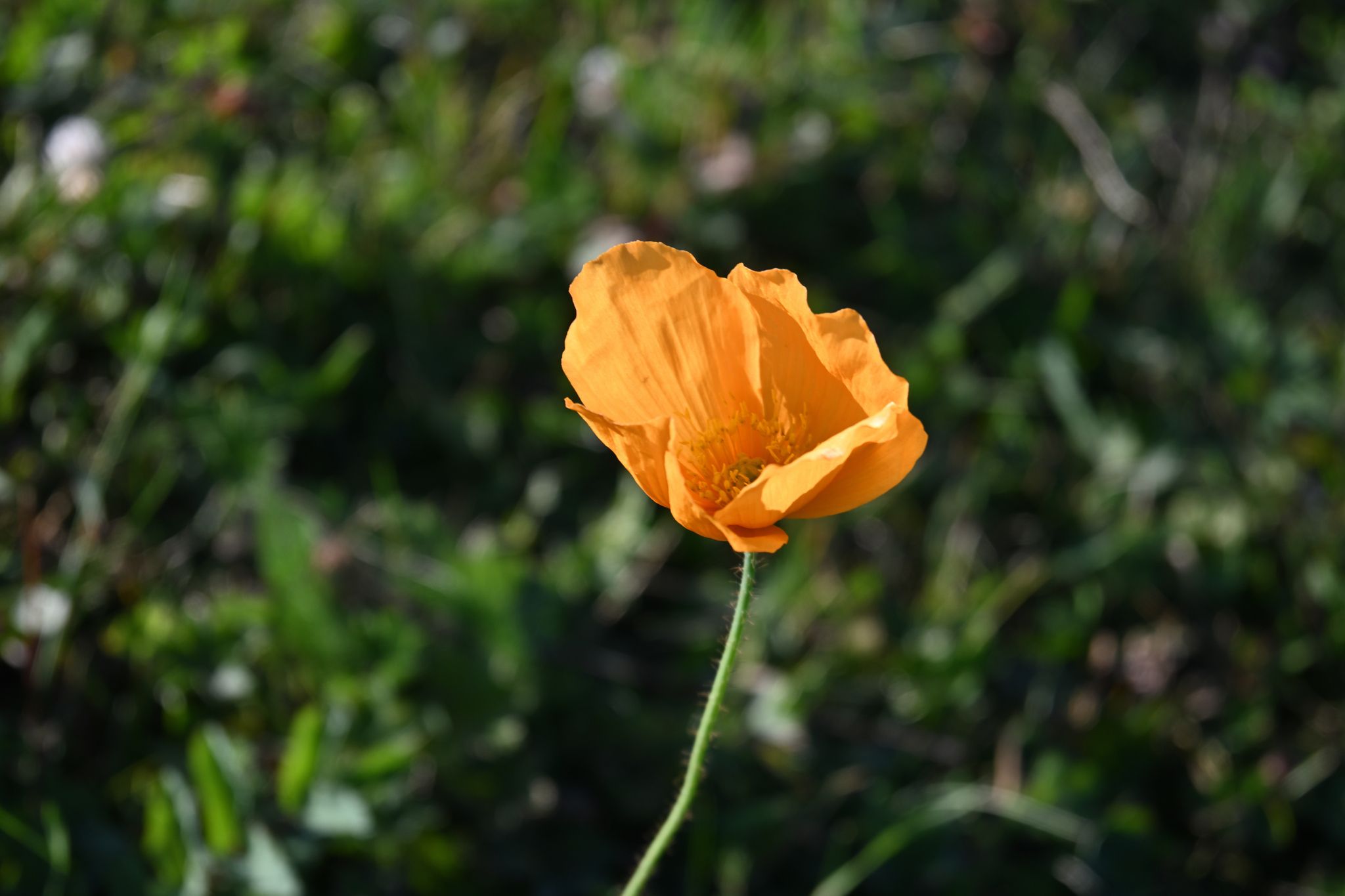 Papaver nudicaule