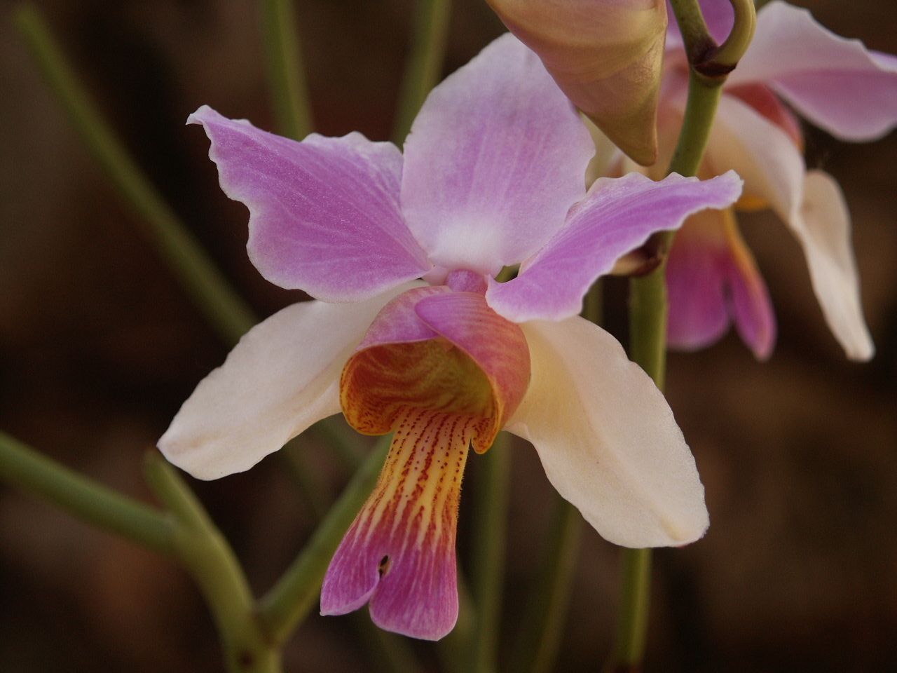 Papilionanthe teres