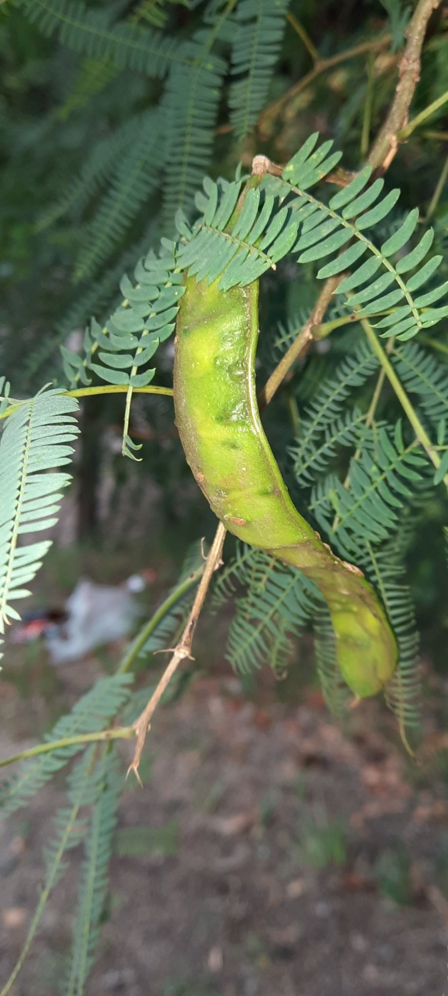 Parasenegalia visco
