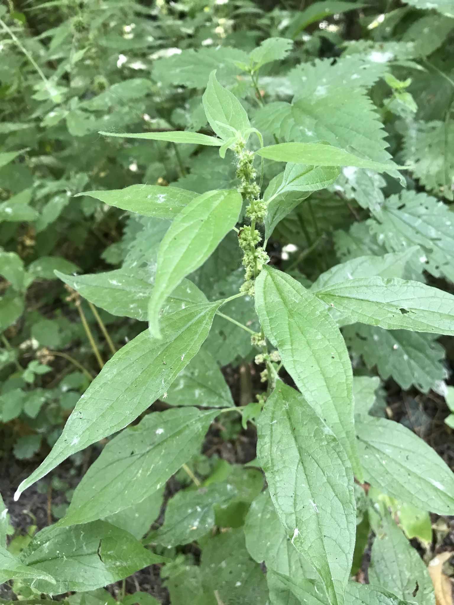 Parietaria officinalis