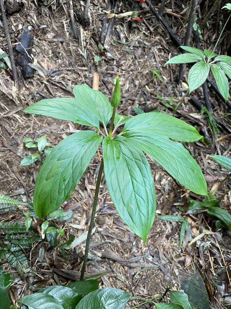 Paris polyphylla