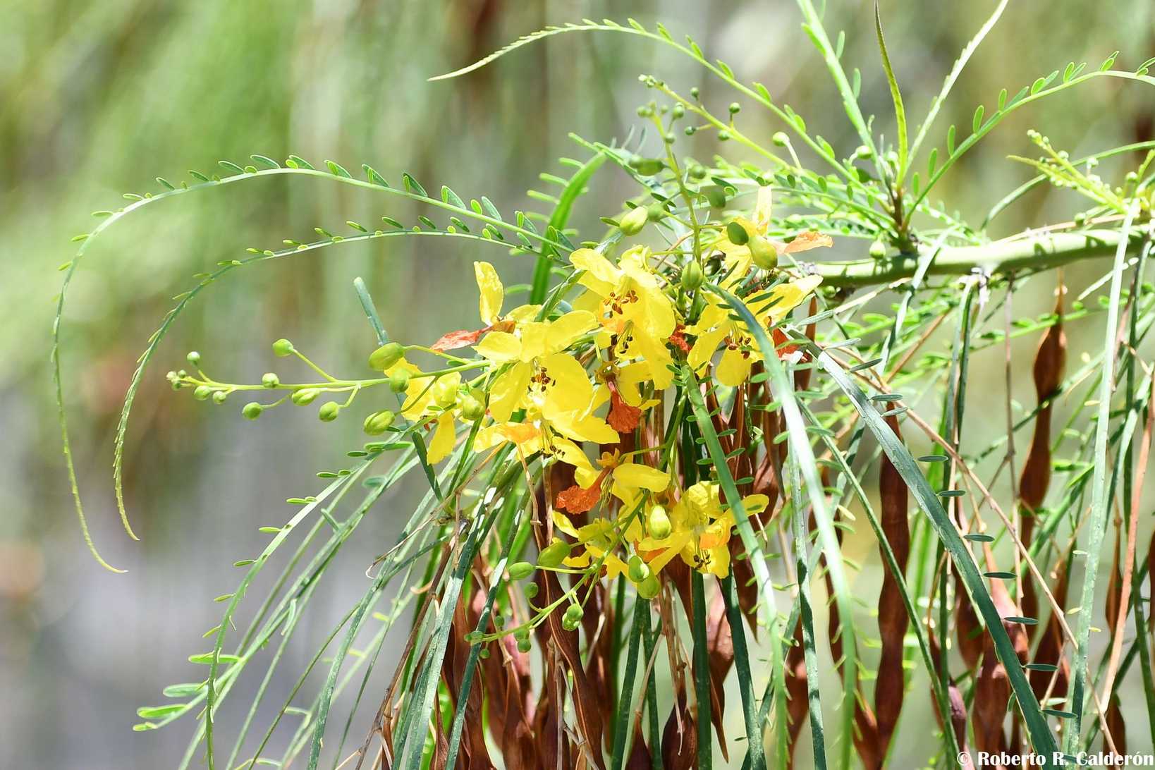 Parkinsonia sp.