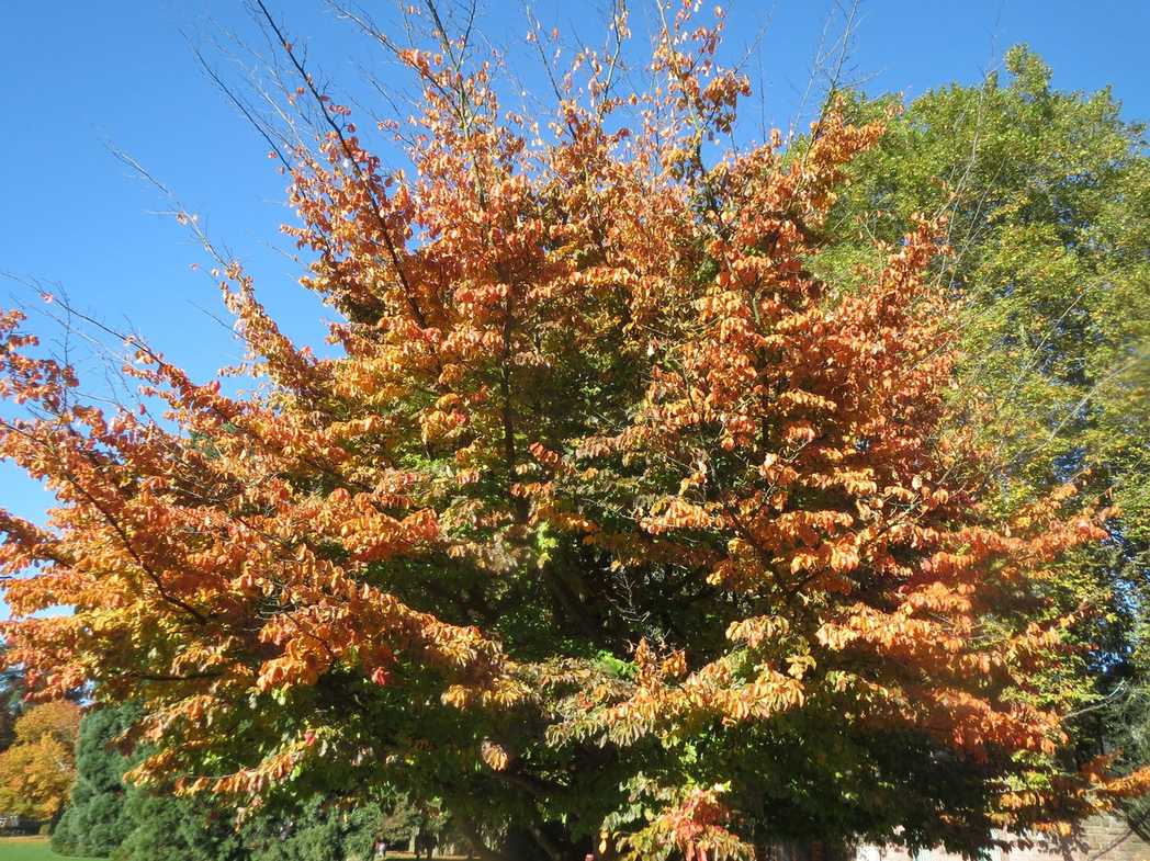 Parrotia persica