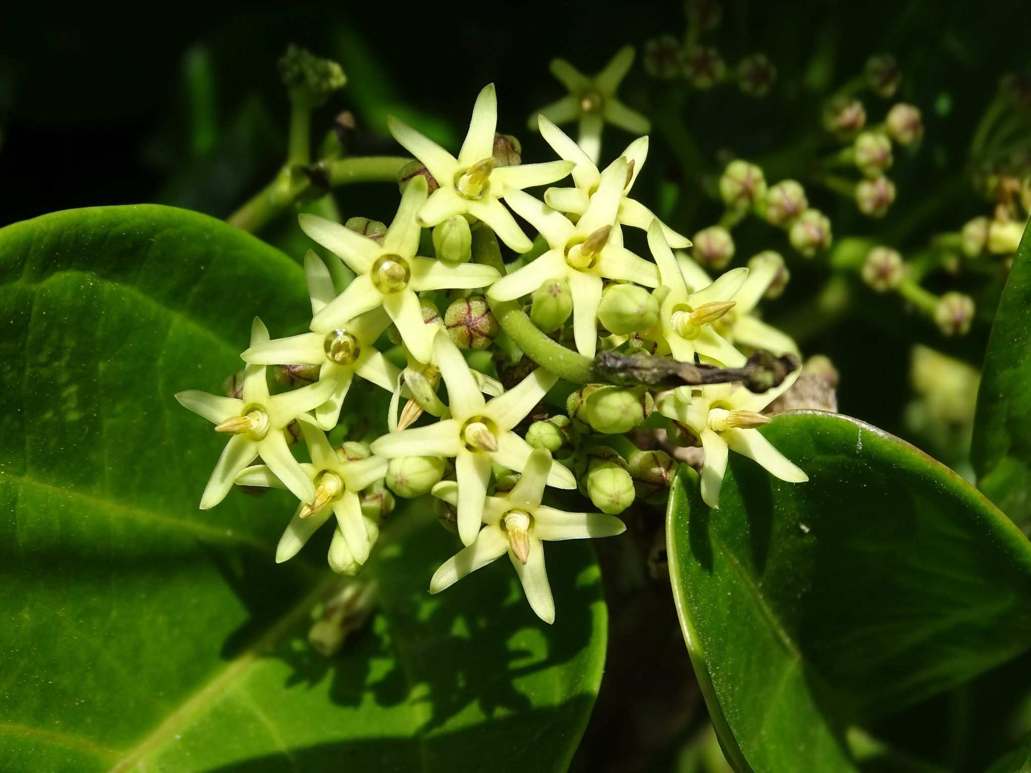 Parsonsia sp.