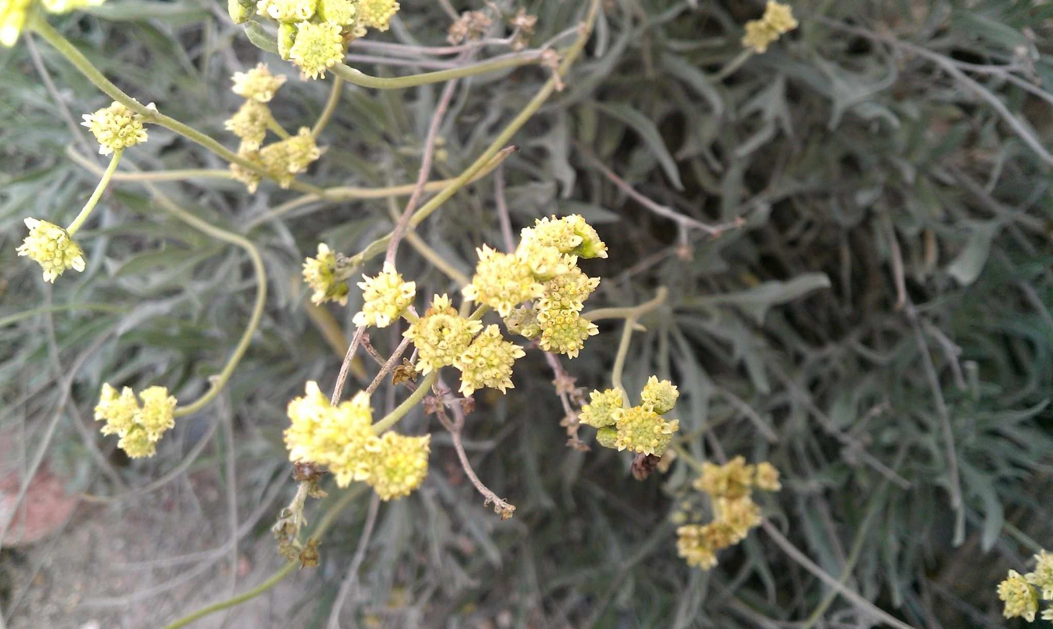 Parthenium argentatum