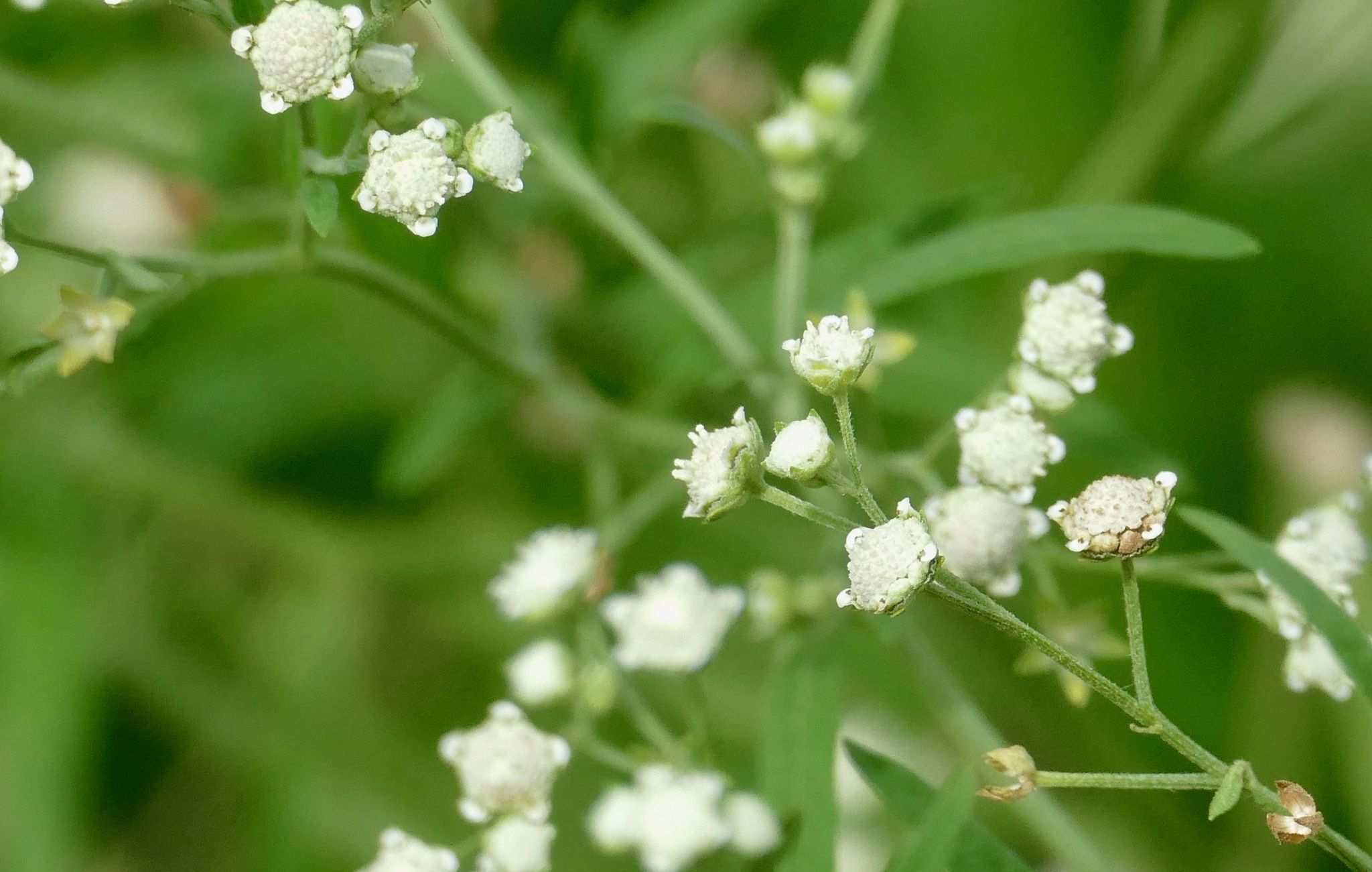 Parthenium hysterophorus