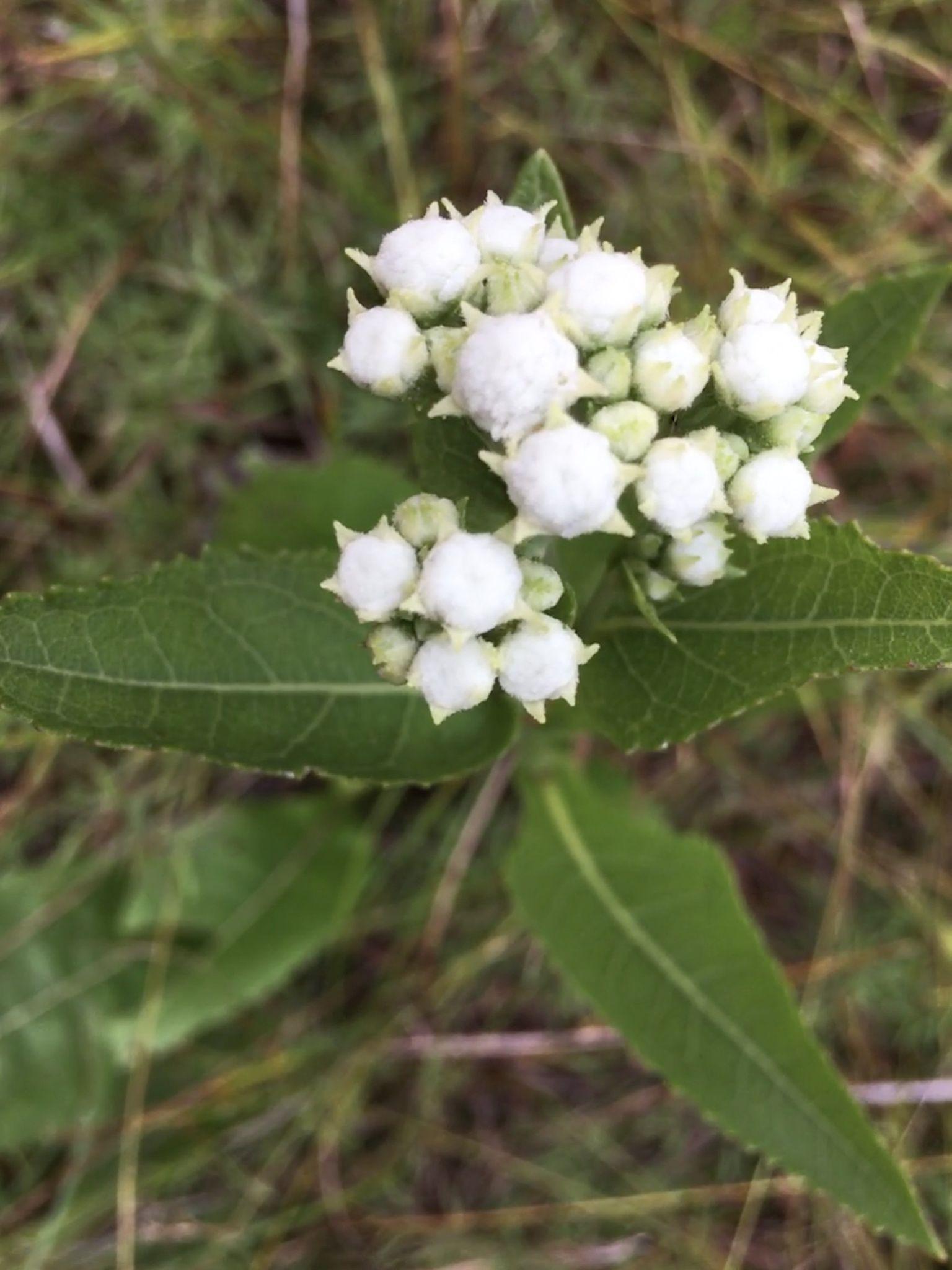 Parthenium integrifolium
