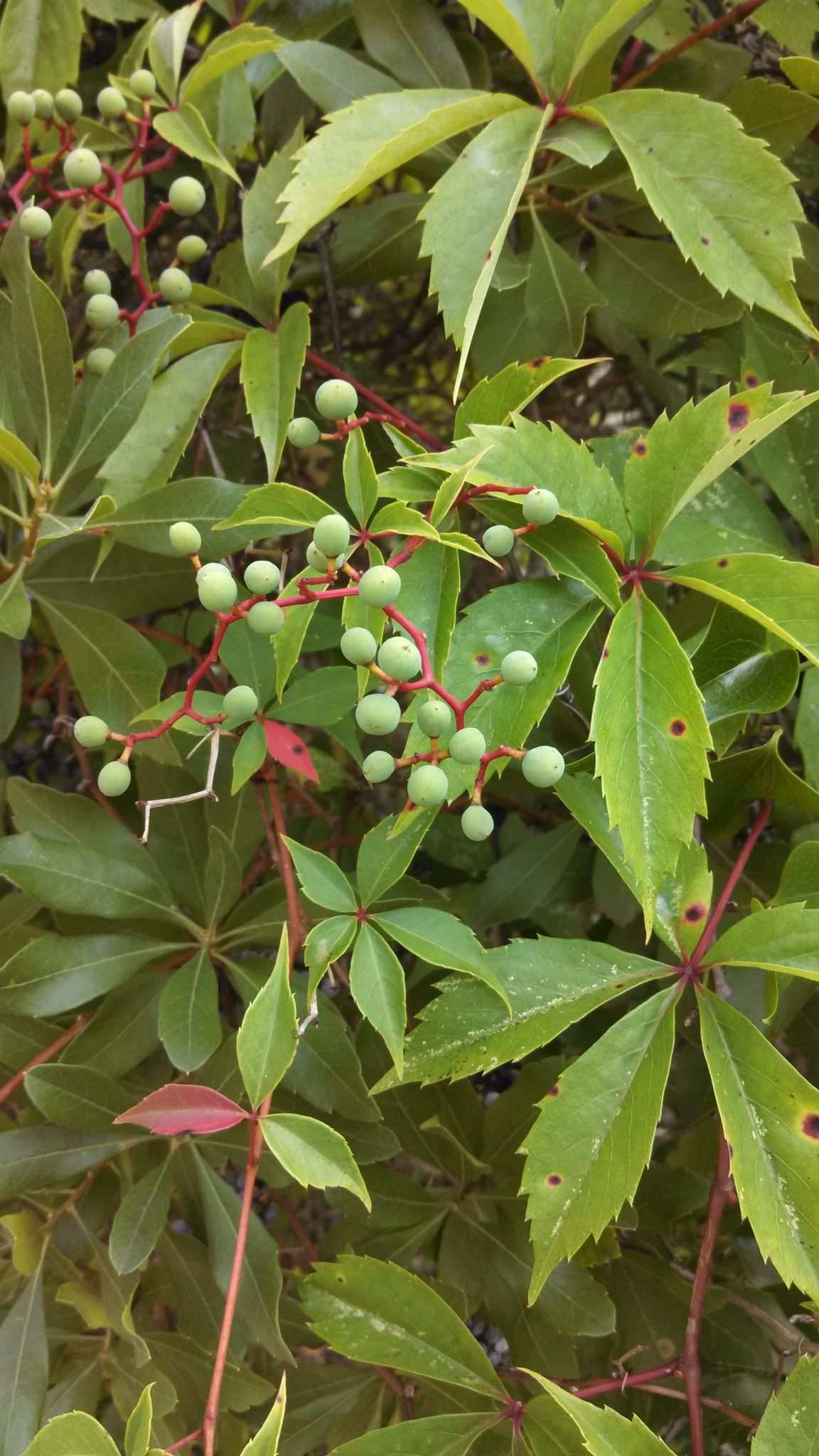 Parthenocissus