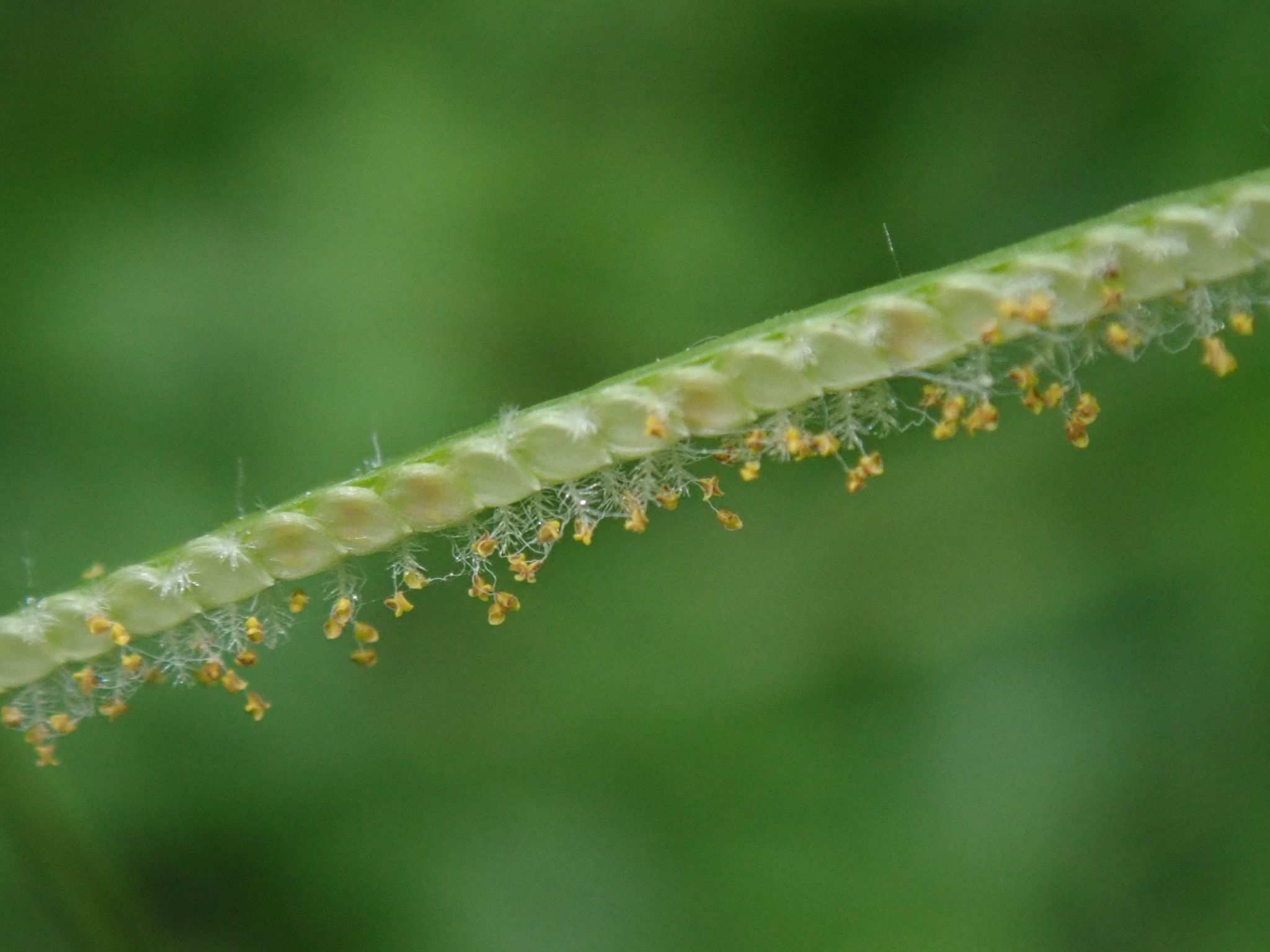 Paspalum conjugatum