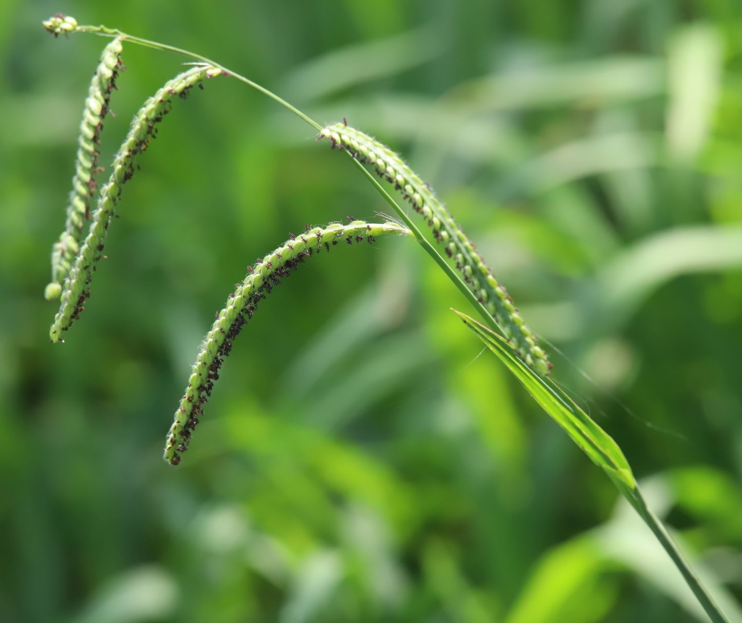 Paspalum dilatatum