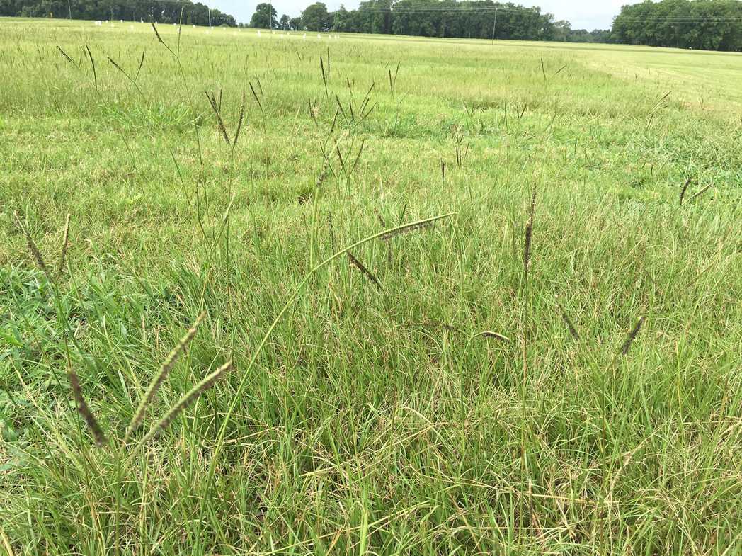 Paspalum notatum