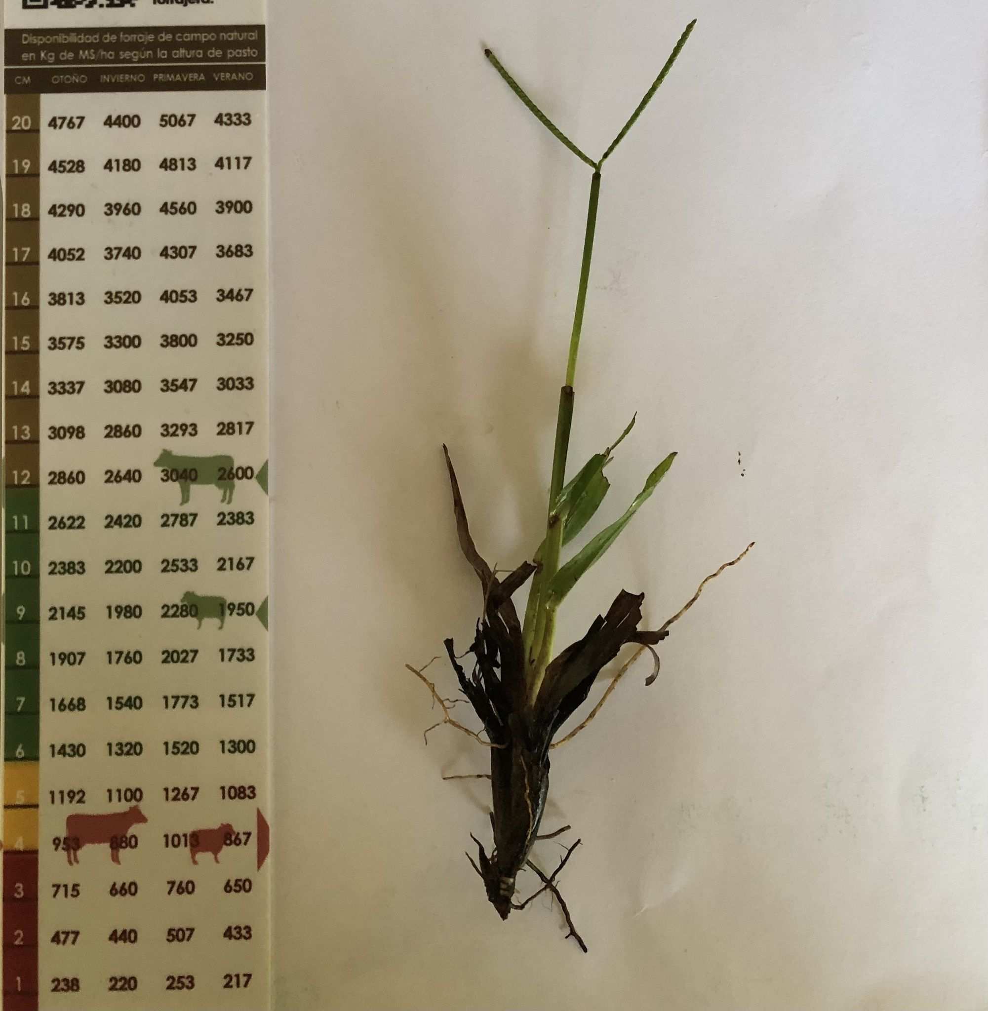 Paspalum pumilum