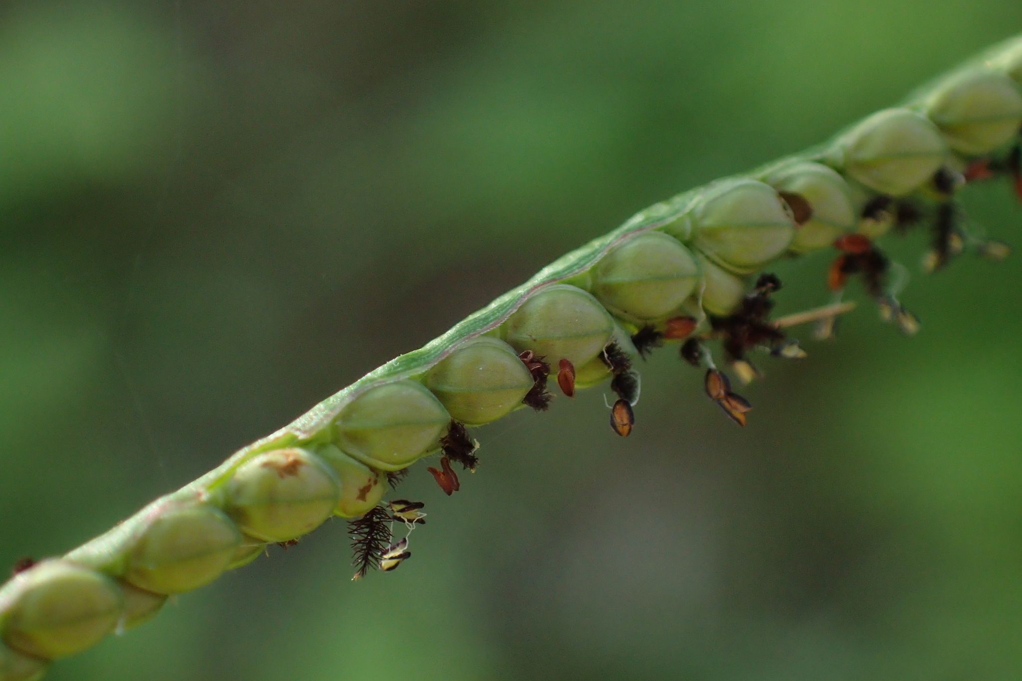Paspalum scrobiculatum