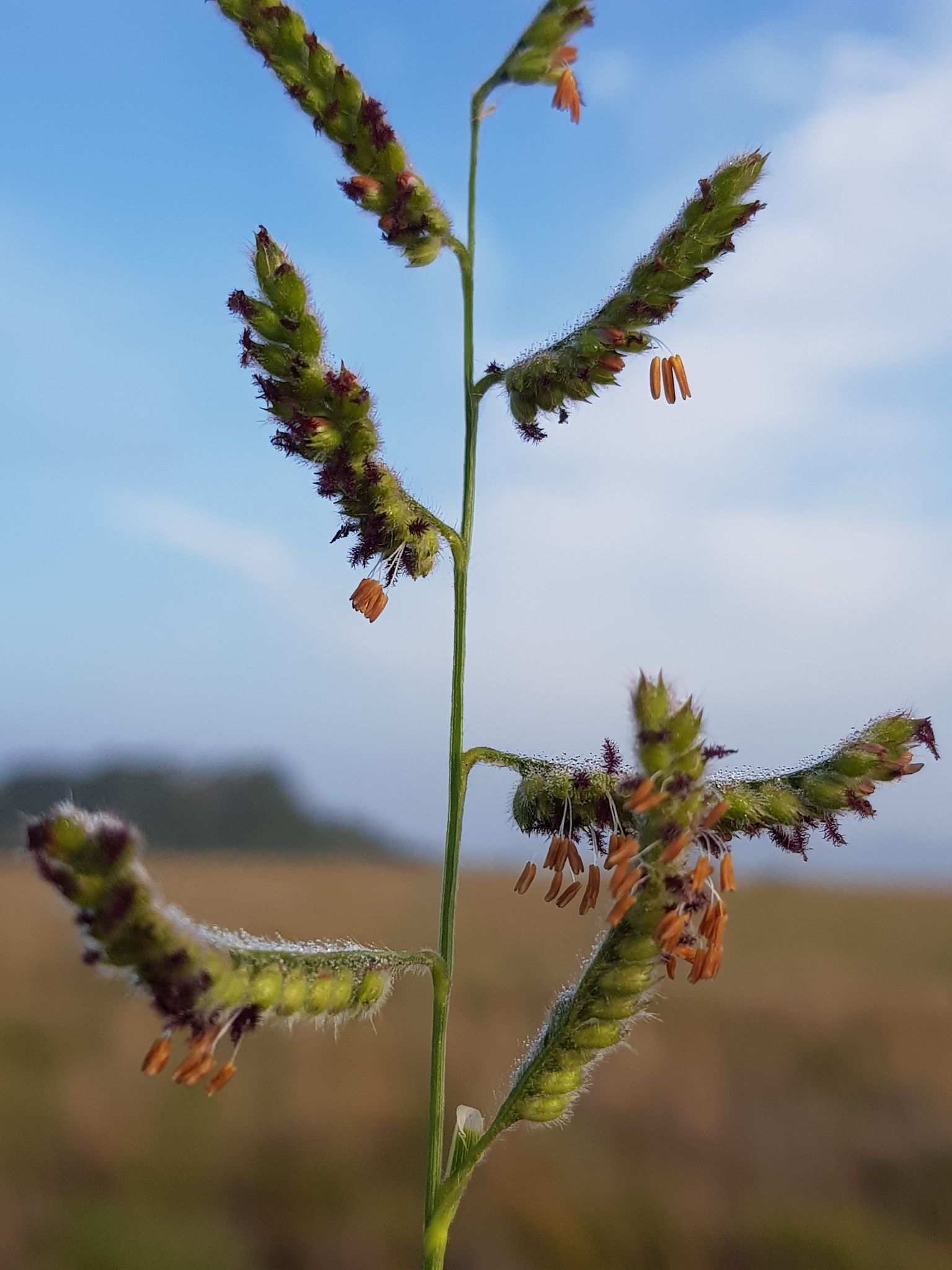 Paspalum sp.