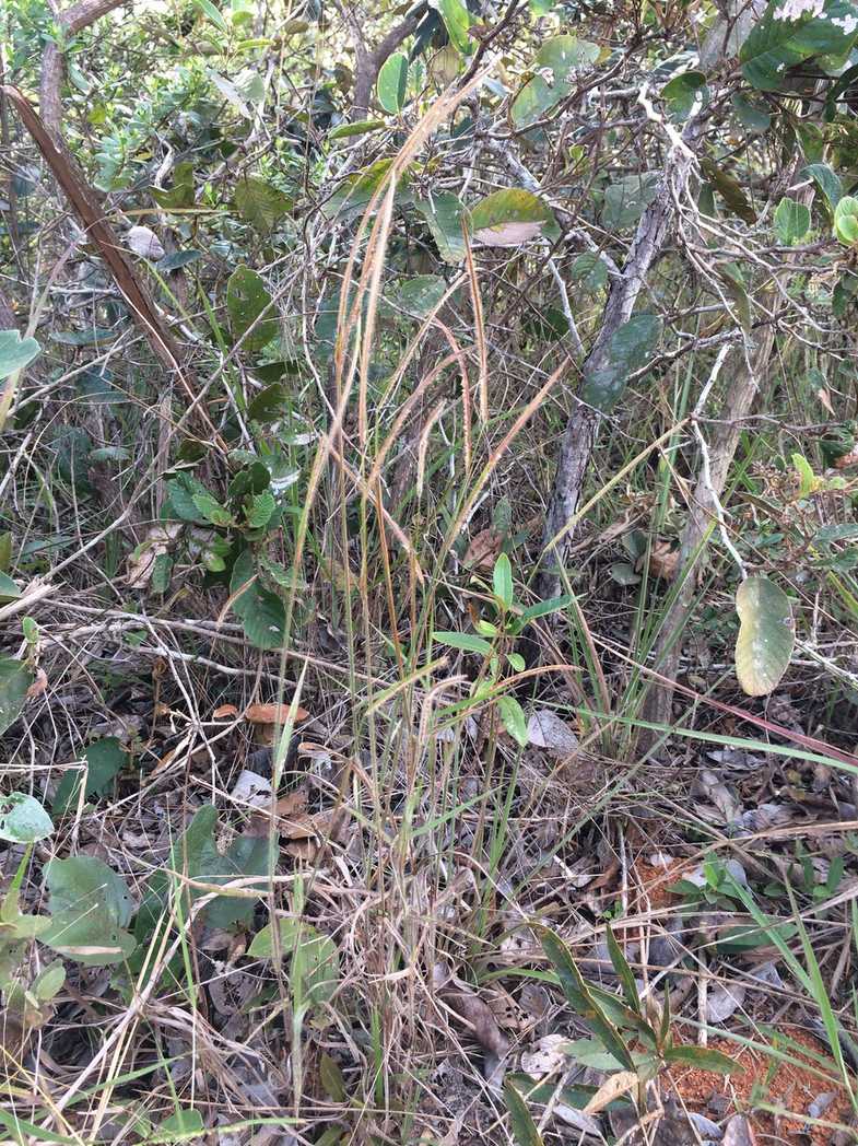 Paspalum stellatum