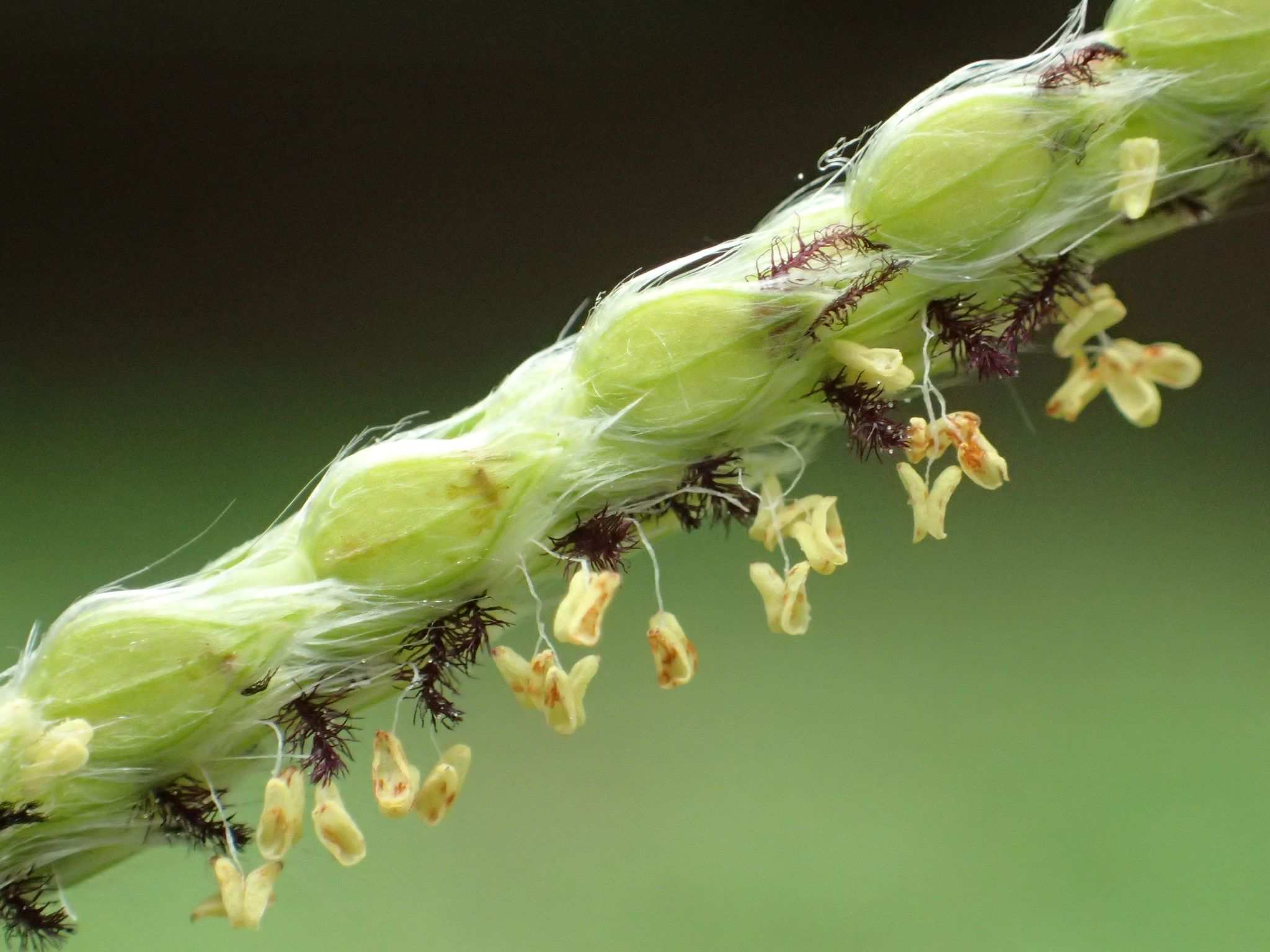 Paspalum urvillei