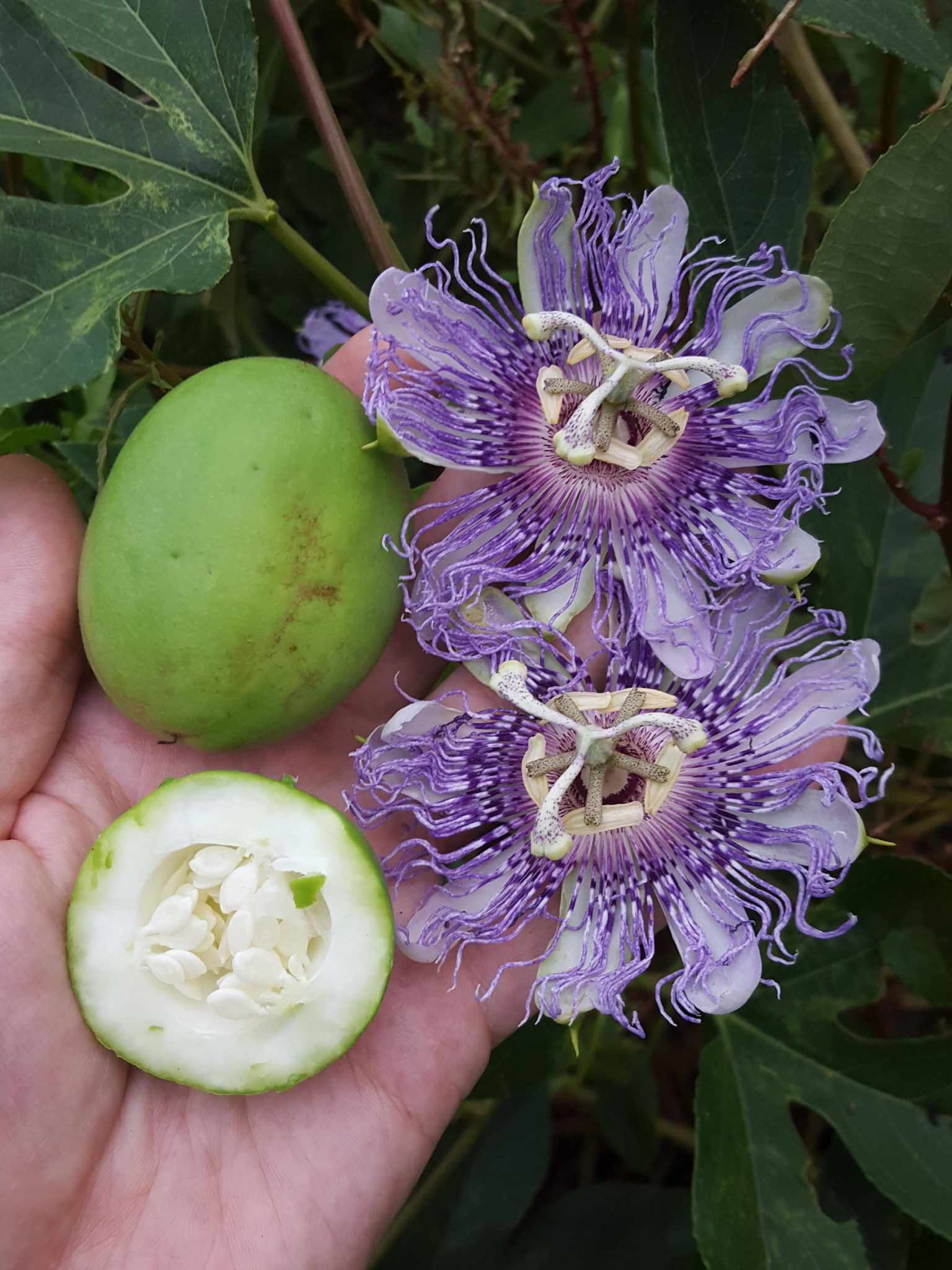 Passiflora