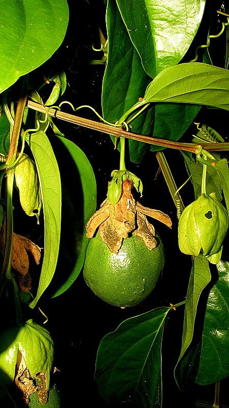 Passiflora alata