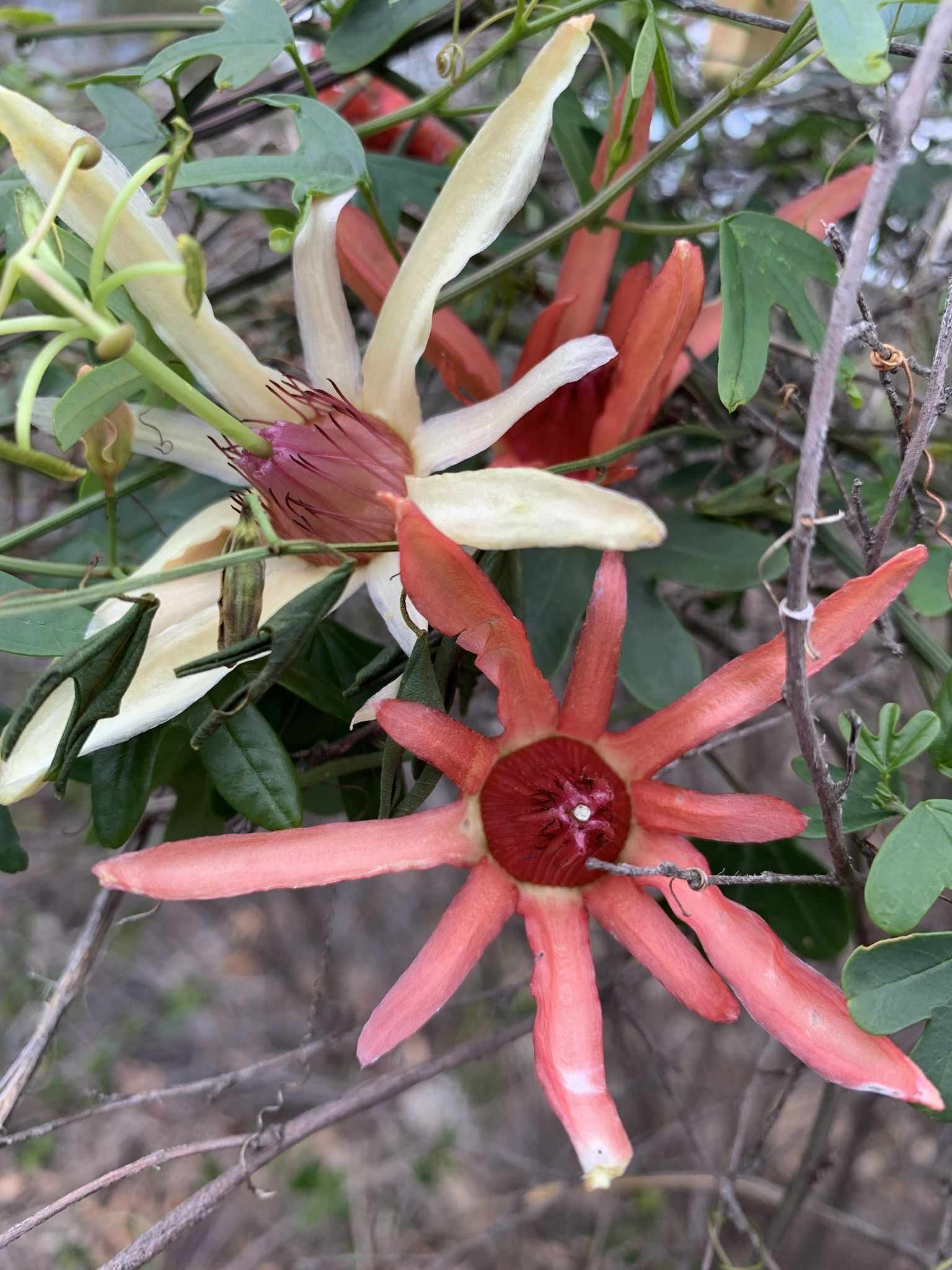 Passiflora aurantia