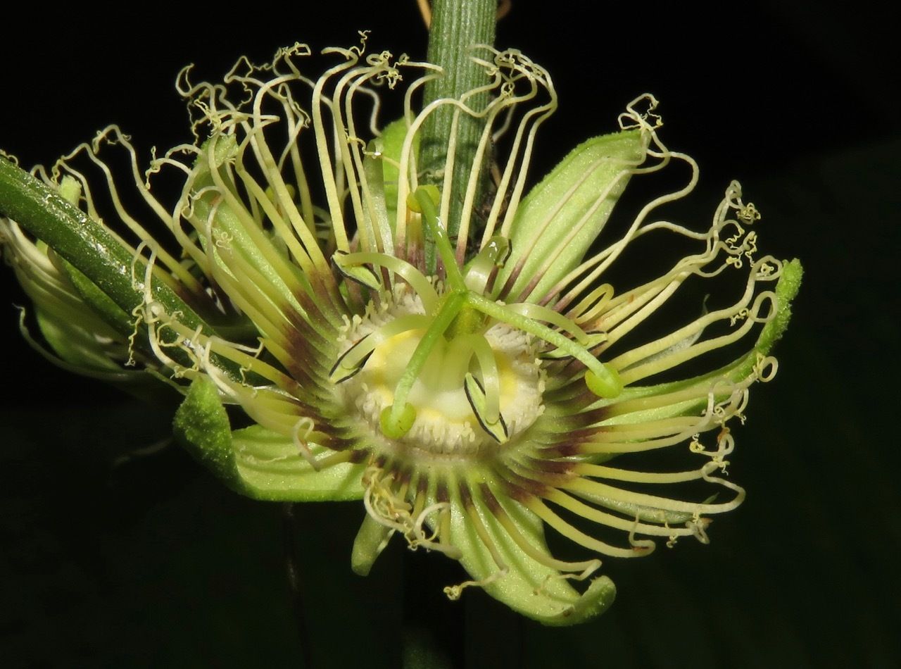 Passiflora auriculata