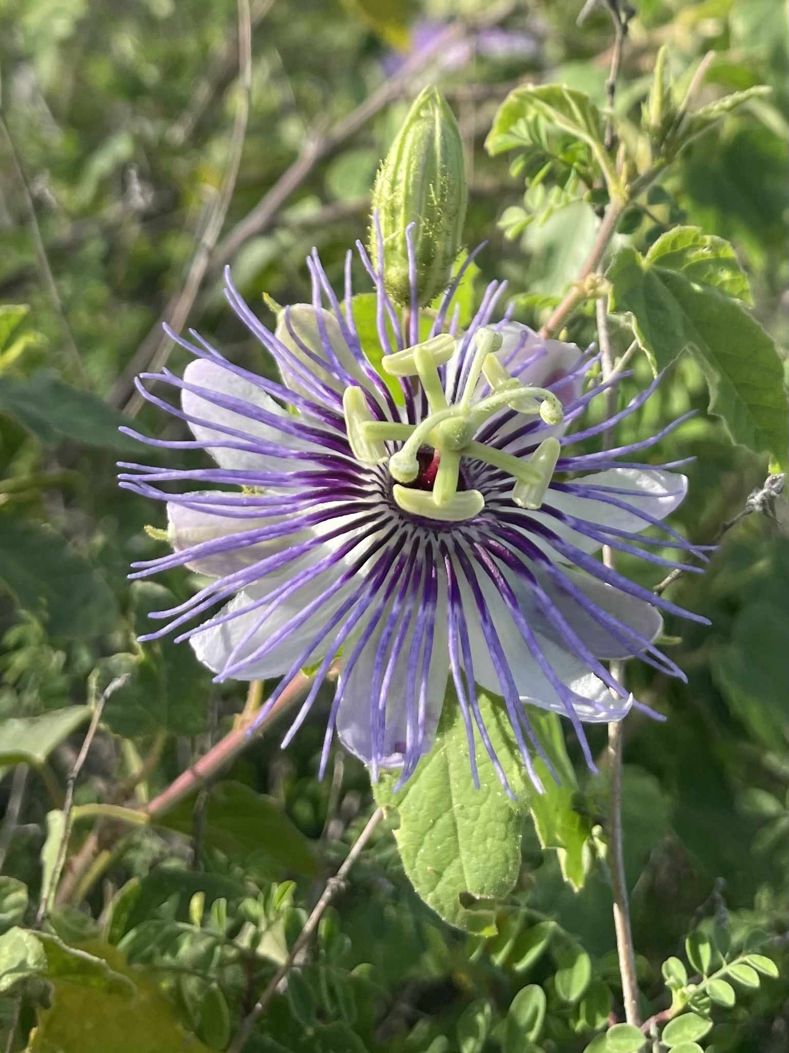 Passiflora foetida