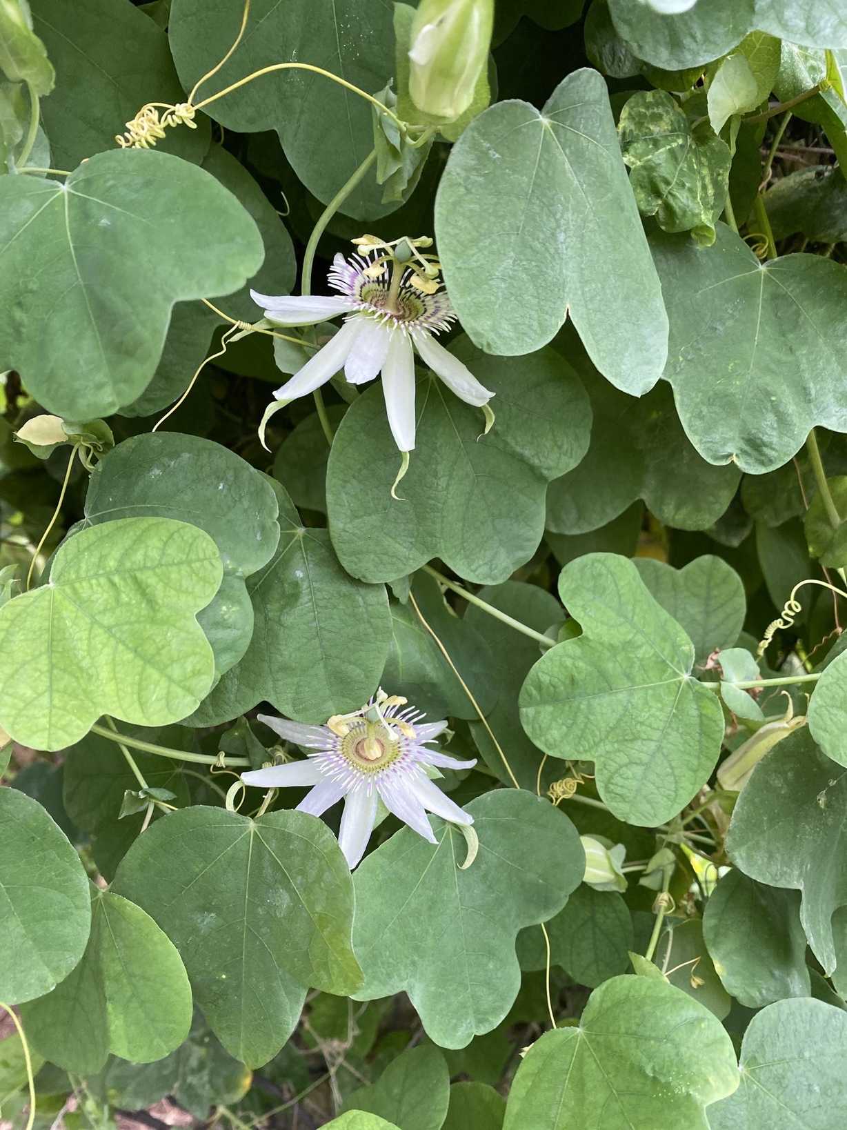 Passiflora pallens