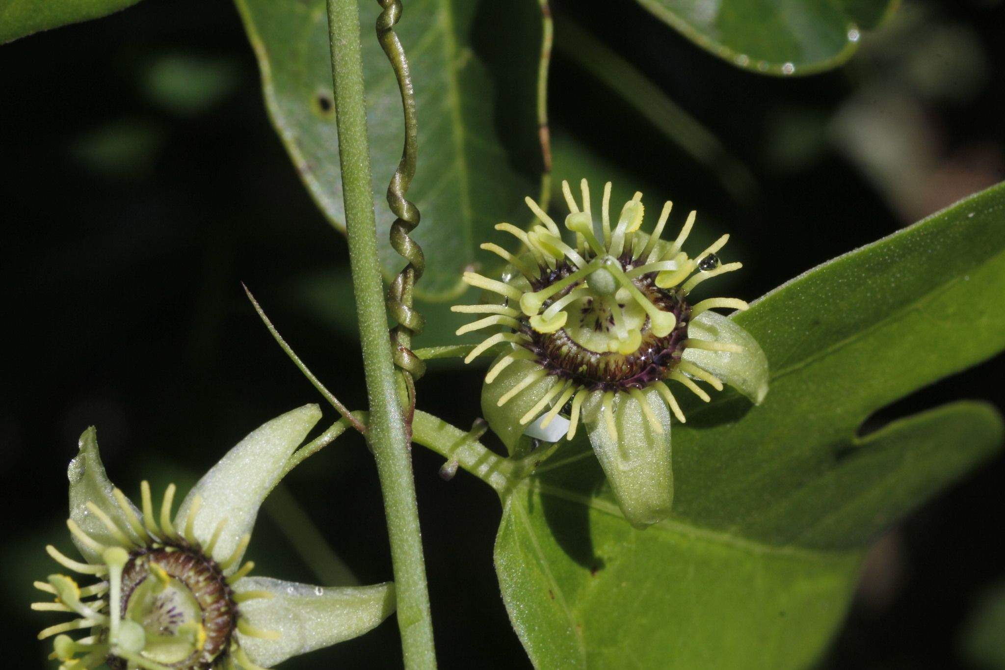 Passiflora pallida