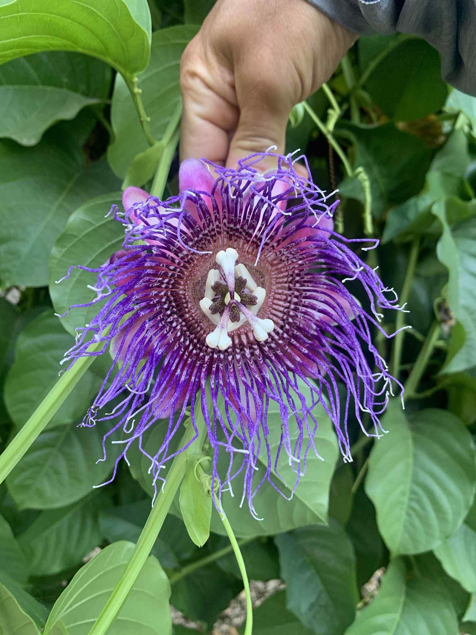 Passiflora quadrangularis