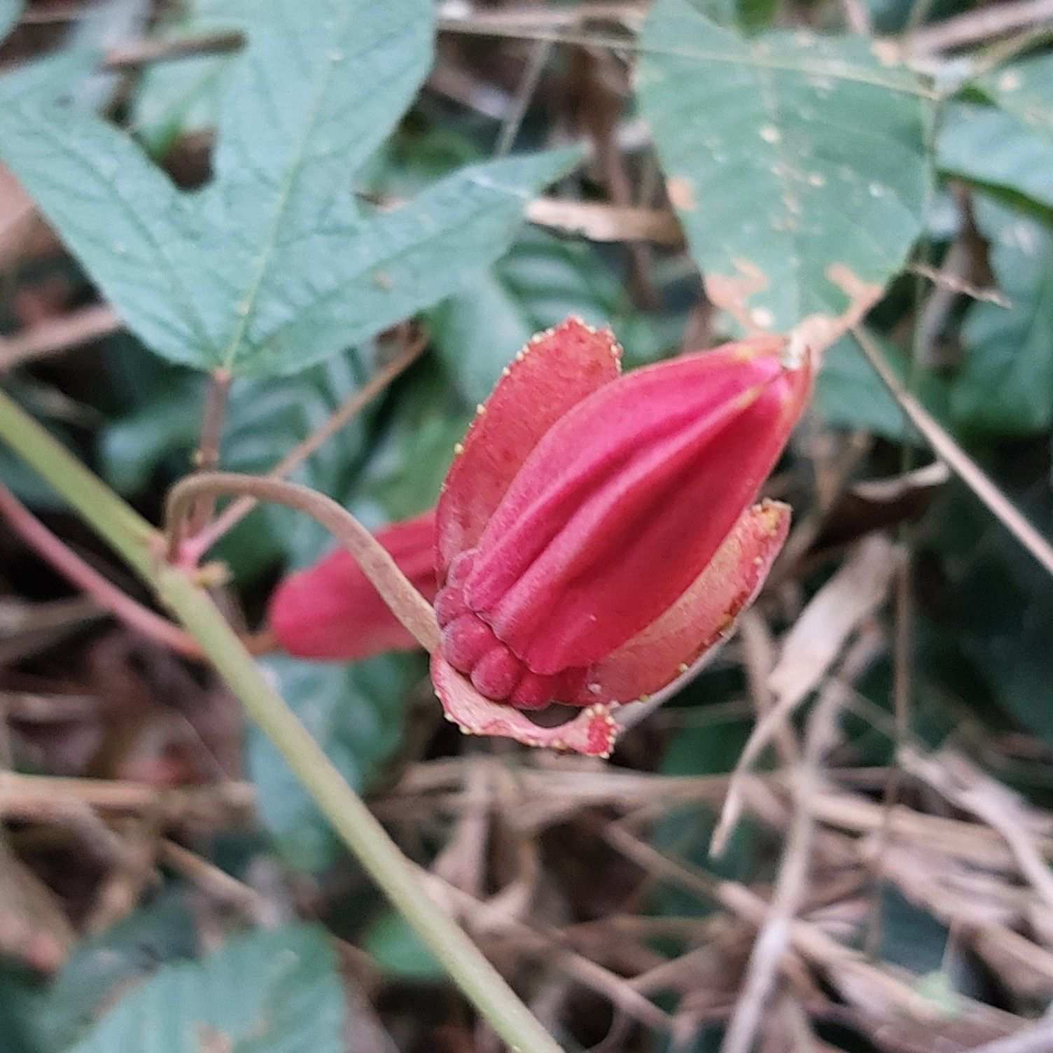 Passiflora sp.