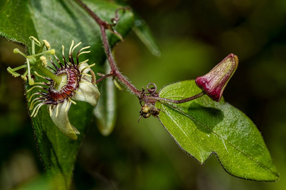 Passiflora suberosa