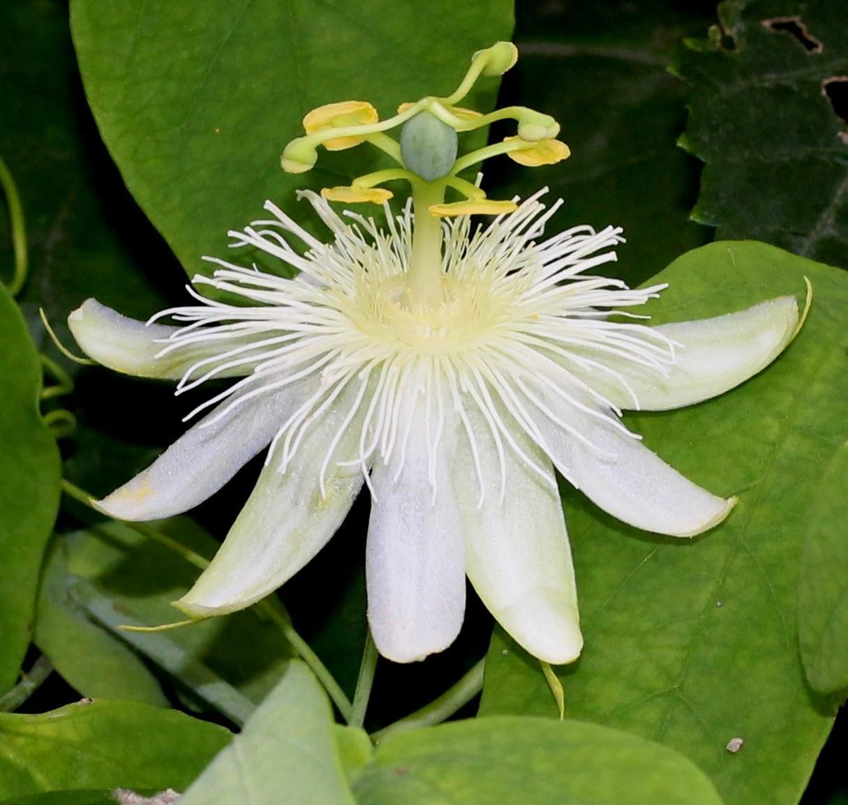 Passiflora subpeltata