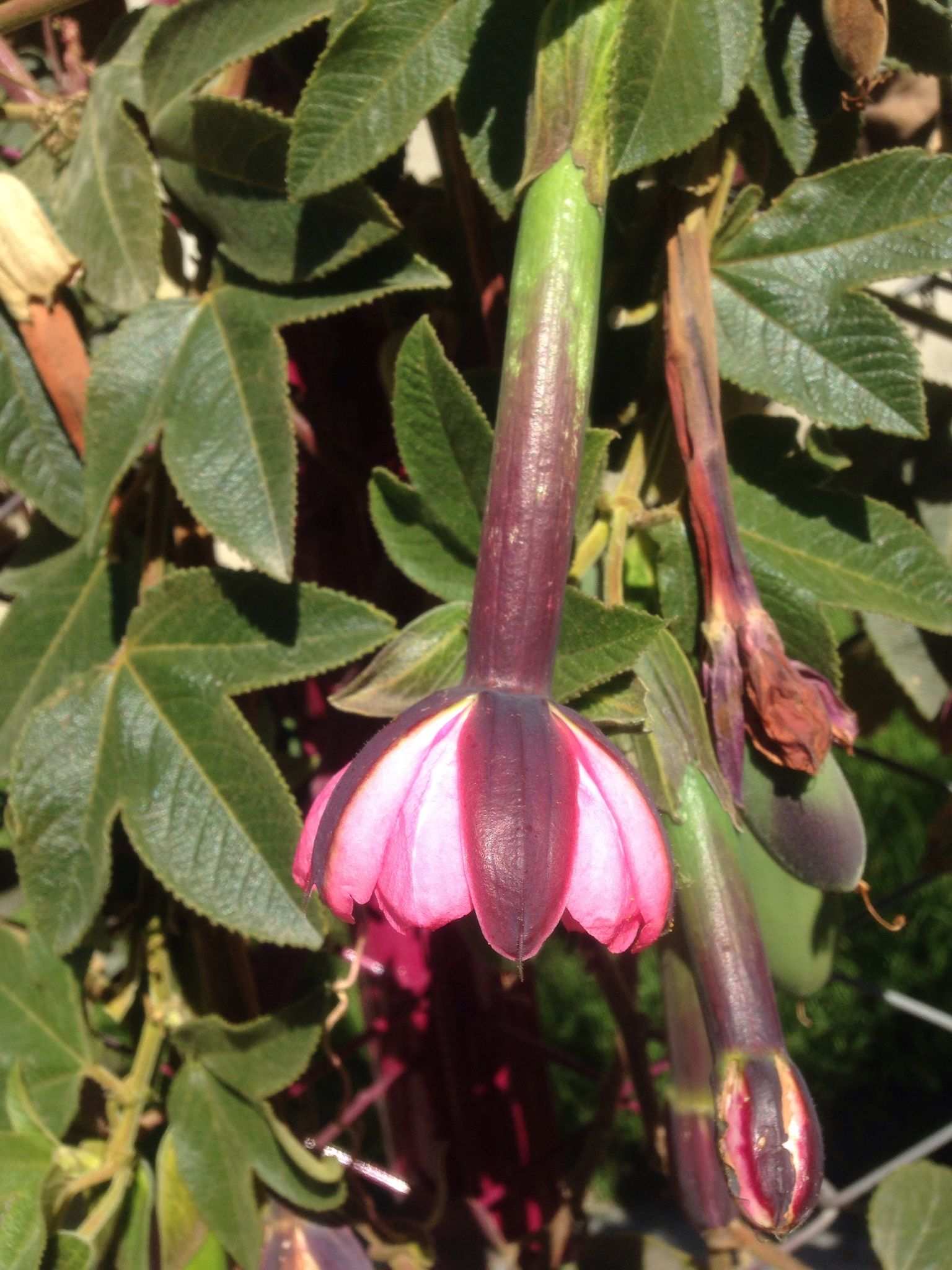 Passiflora tripartita