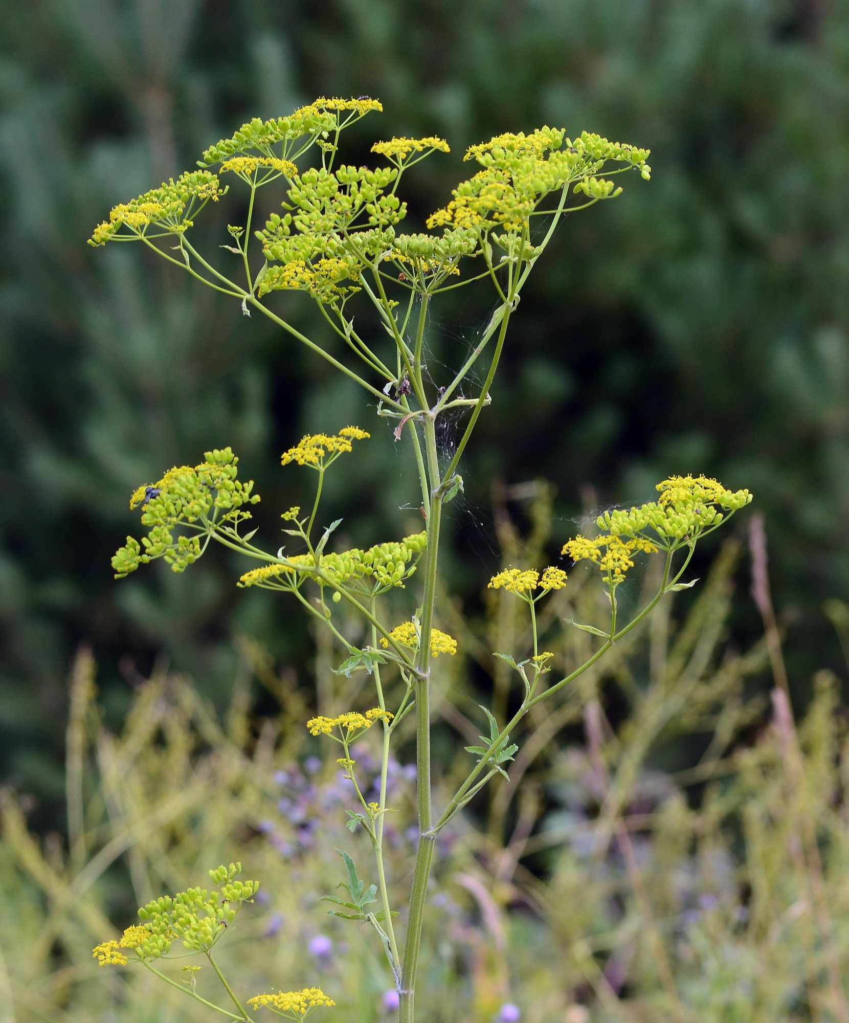 Pastinaca sativa