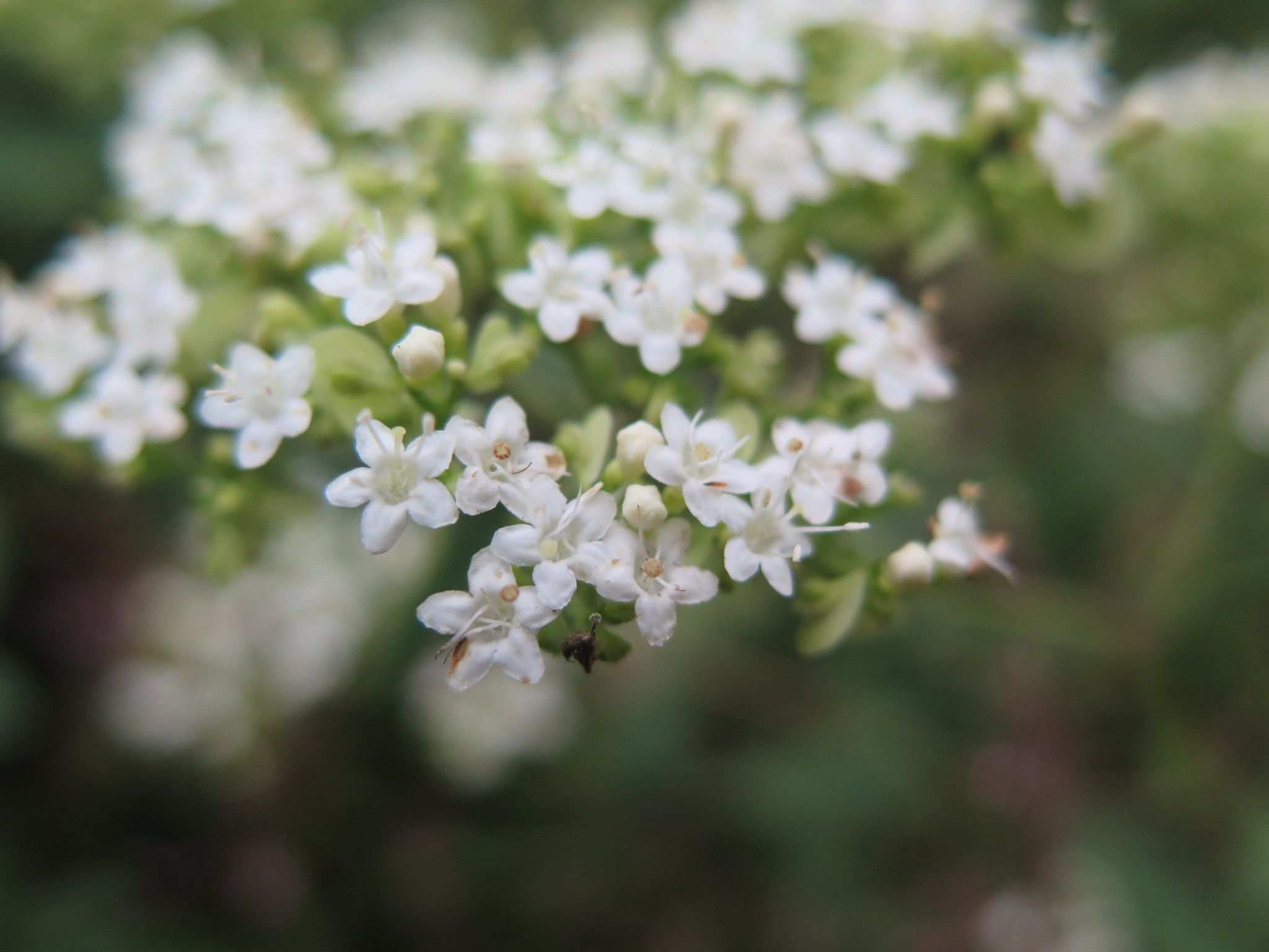 Patrinia