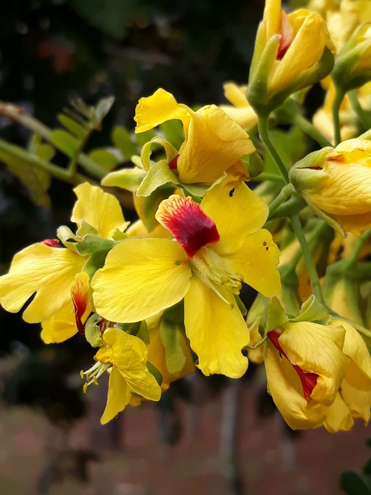 Paubrasilia echinata