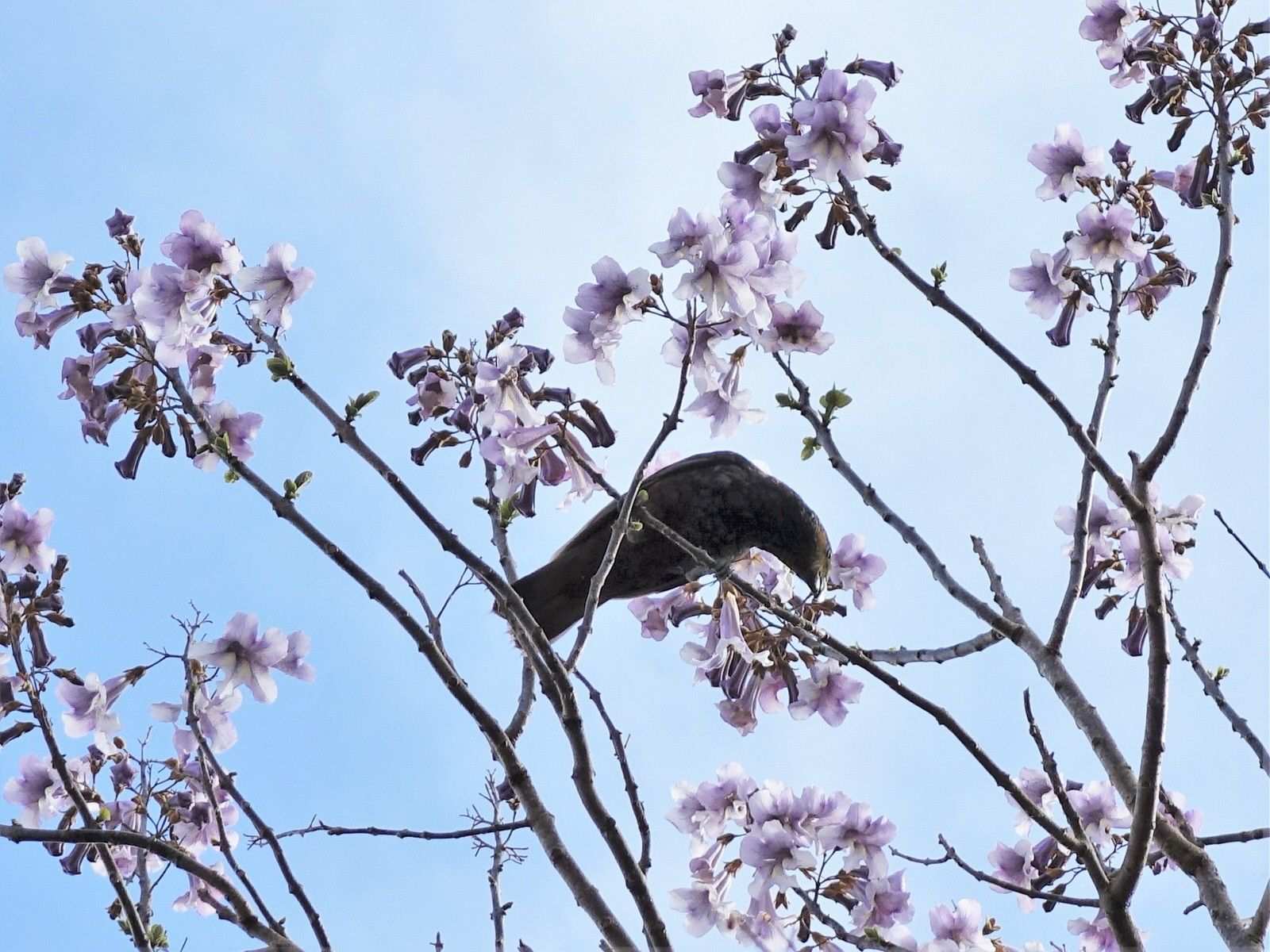 Paulownia elongata