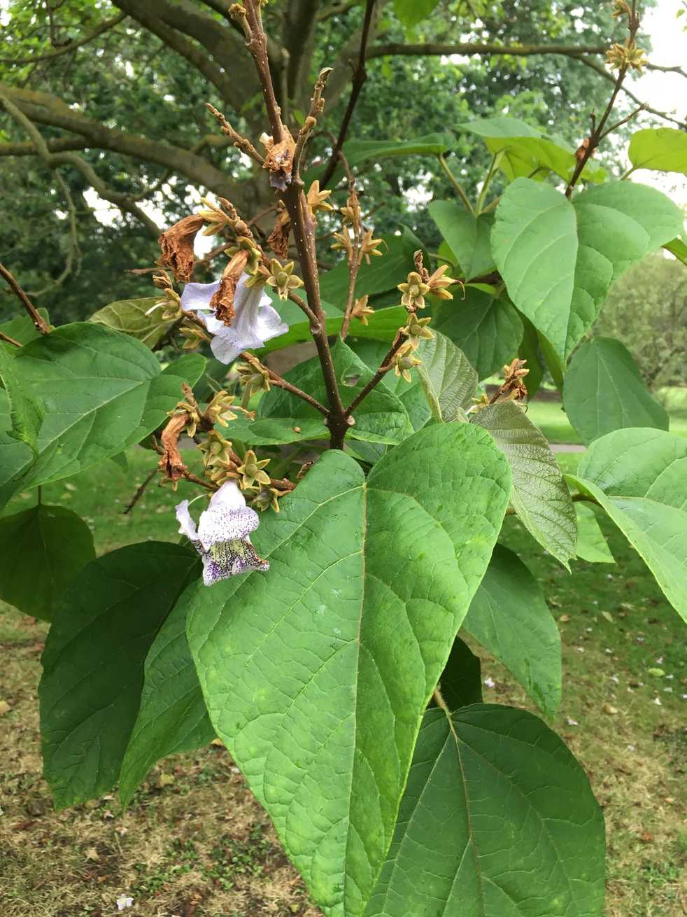 Paulownia kawakamii