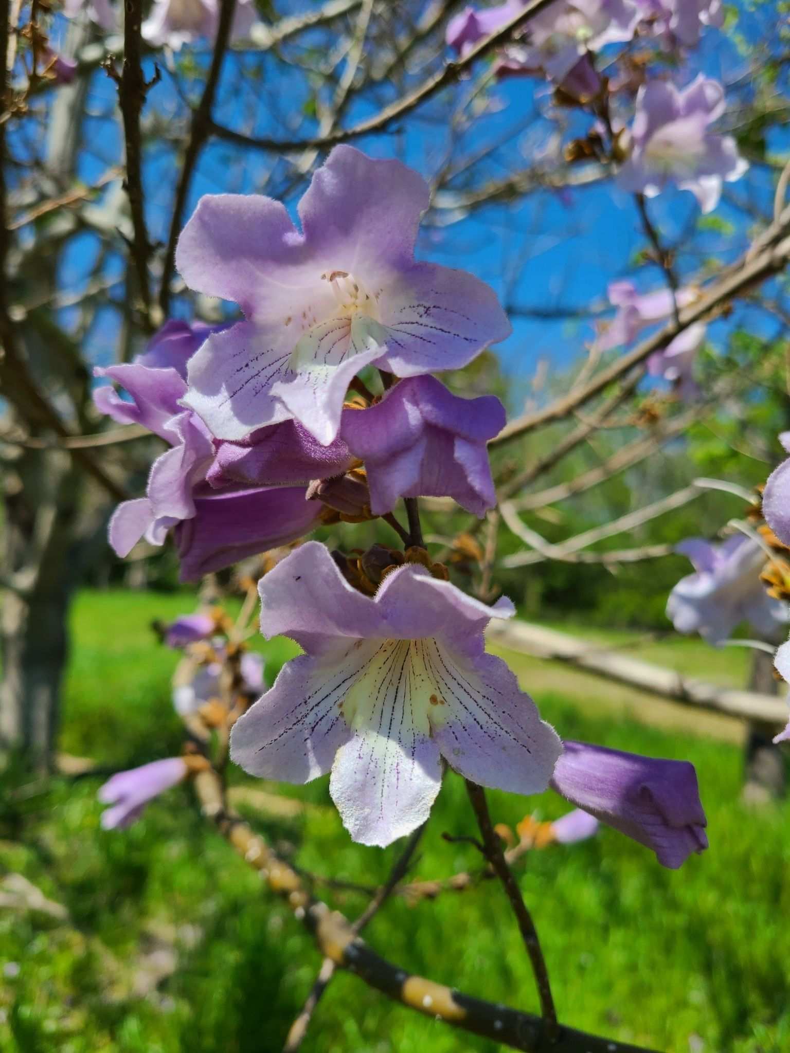 Paulownia tomentosa