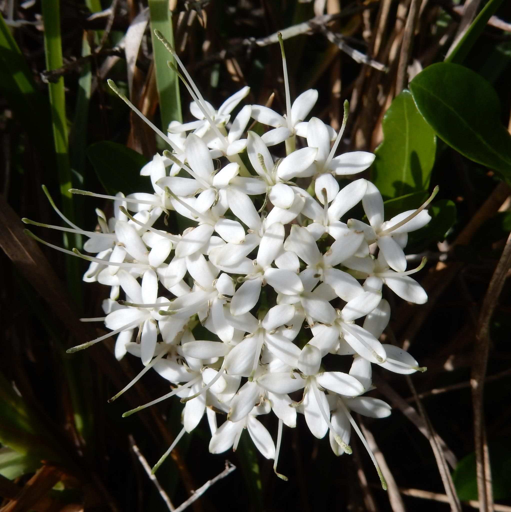 Pavetta revoluta