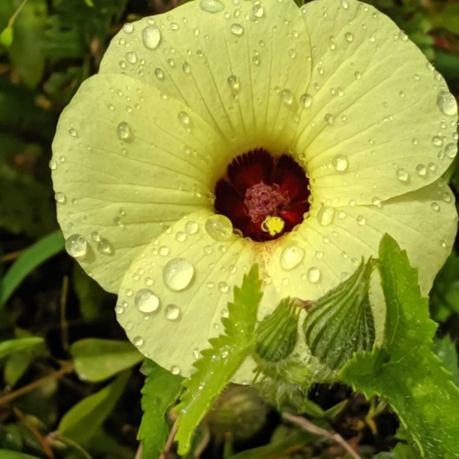 Pavonia cancellata