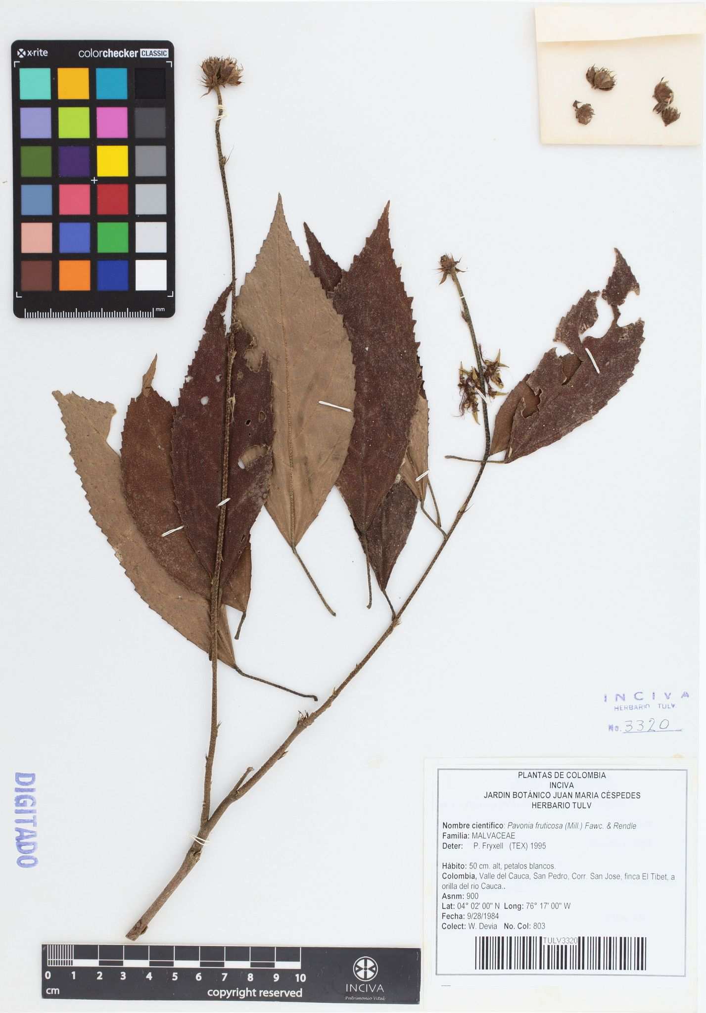 Pavonia fruticosa