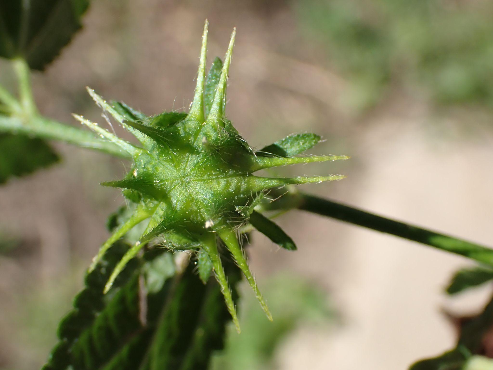 Pavonia sp.